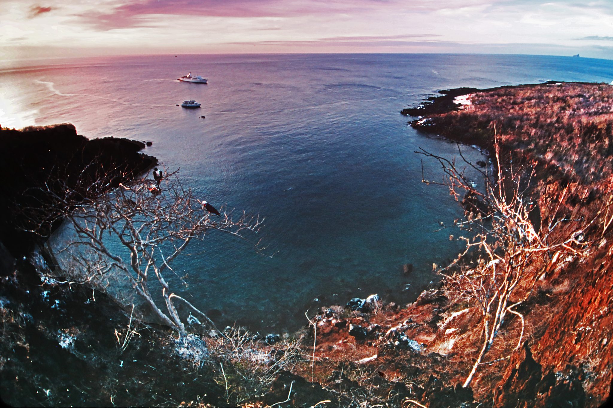 From the summit of Frigatebird Hill, Darwin, Captain FitzRoy, and other Beagle crewmembers would have had this view of the cove below.  Roosting in the tree below (to the left) are four frigatebirds.
