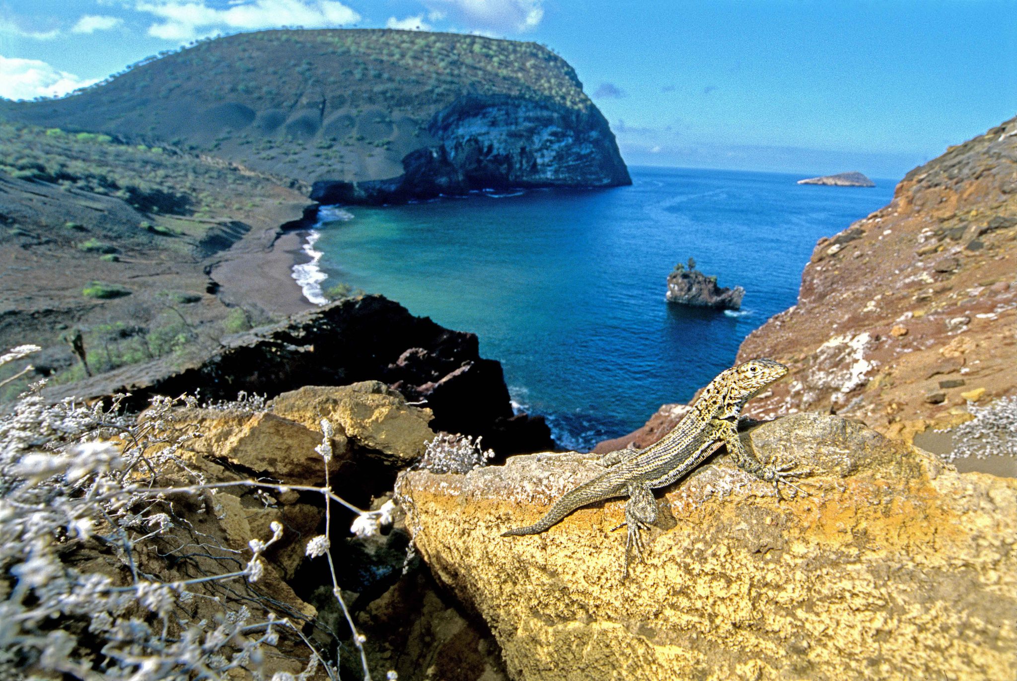 The view from near Darwin's campsite at Buccaneer Cove (on Santiago, or James Island), an old landing site of pirates and whalers.  In the foreground is a lava lizard (Microlophus jacobi), of which there are seven distinct species in the Galápagos, six of which are confined to single islands.  In the distance is Cerro Cowan, an 850-foot tuff cone that Darwin examined as part of his research on the subaqueous origins of these unusual volcanic formations.