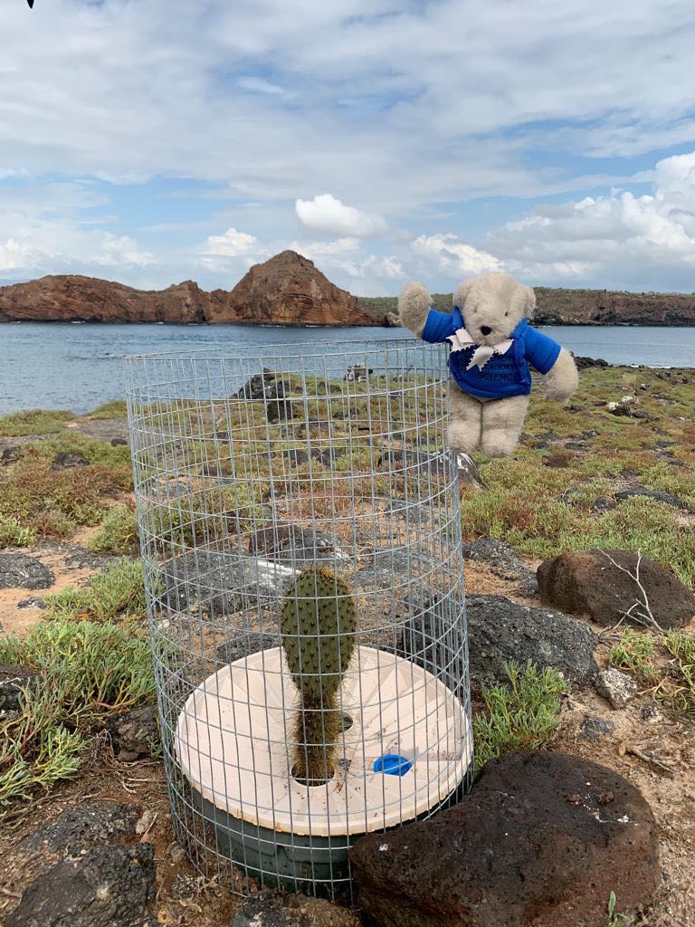 This photograph was taken on the island of Plaza Sur by a member of the Galápagos Verde Project in March 2019.   In the background is Cerro Colorado, on the northeastern side of Santa Cruz, which confirms the photo's locality.  The Galápagos Verde Project, led by Patricia Jaramillo, is currently restoring endangered plant species on islands in the Galápagos group where introduced species have caused ecological disruptions and native plant loss. For further information about giant tree Opuntia loss on Plaza Sur over the last half century, and its surprising cause on this particular island, see Sulloway (2015).  Photo: Patricia Jaramillo.