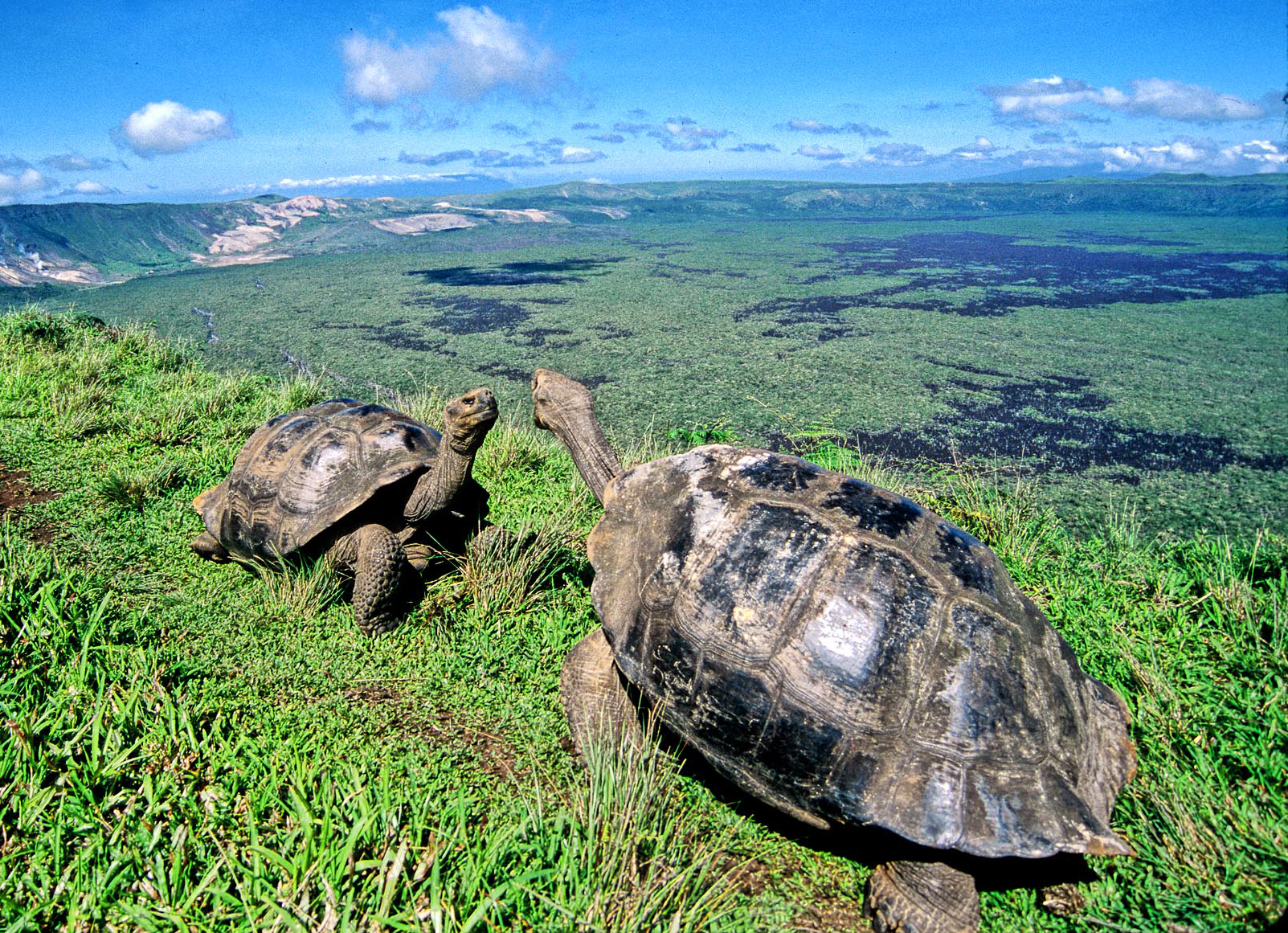 Two tortoises encounter one another on the rim of Volcan Alcedo.  The larger of the two tortoises, a male, is stretching his neck upward to assert dominance over the smaller tortoise.