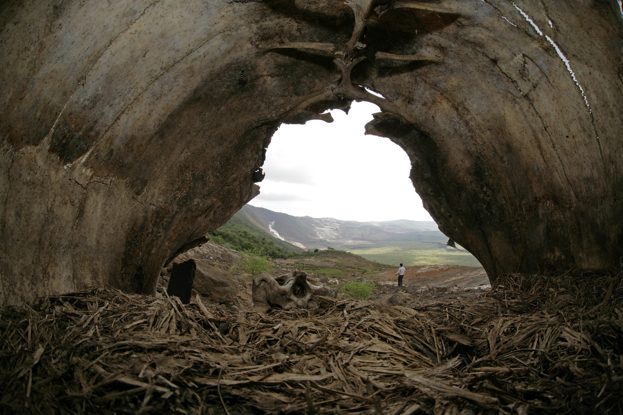 A view of the calder of Volcan Alcedo from inside the carapace of a dead tortoise. Galapagos tortoises can live for up to 180 years. 
 In his Journal of Researches (1839: 464-465) Darwin noted that "the old ones seem generally to die from accidents, as from falling down precipices. 
 At least several of the inhabitants told me, they had never found one dead without some apparent cause." 
  The tortoise that once carried this carapace appears to have died after falling off a steep caldera wall to the left.  This tortoise's last few meals are surprisingly well preserved at the bottom of the carapace. The person visible in the distance is Google cofounder Sergey Brin, who accompanied me on a research trip to the Galápagos in 2007.