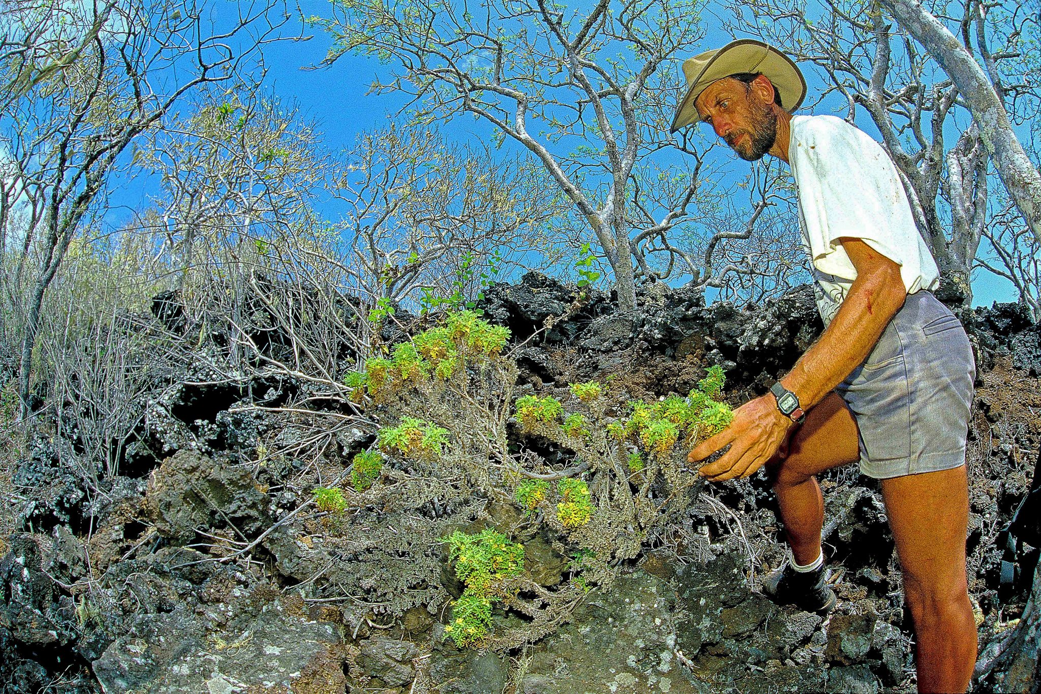 In 2005, Alan Tye  (shown here), a botanist working at the Charles Darwin Research Station, together with myself and two other researchers, followed a dry riverbed into the interior of San Cristóbal in the hope of finding Lecocarpus lecocarpoides, a plant in the sunflower family that had not been seen on this island since 1906.  After five hours of walking in intense heat from our campsite on the coast, during which I became badly heat-stroked and partially blinded by sap from a poison apple tree (Hippomane mancinella), we finally found this specimen, which Darwin collected in 1835 (Sulloway, 2006).