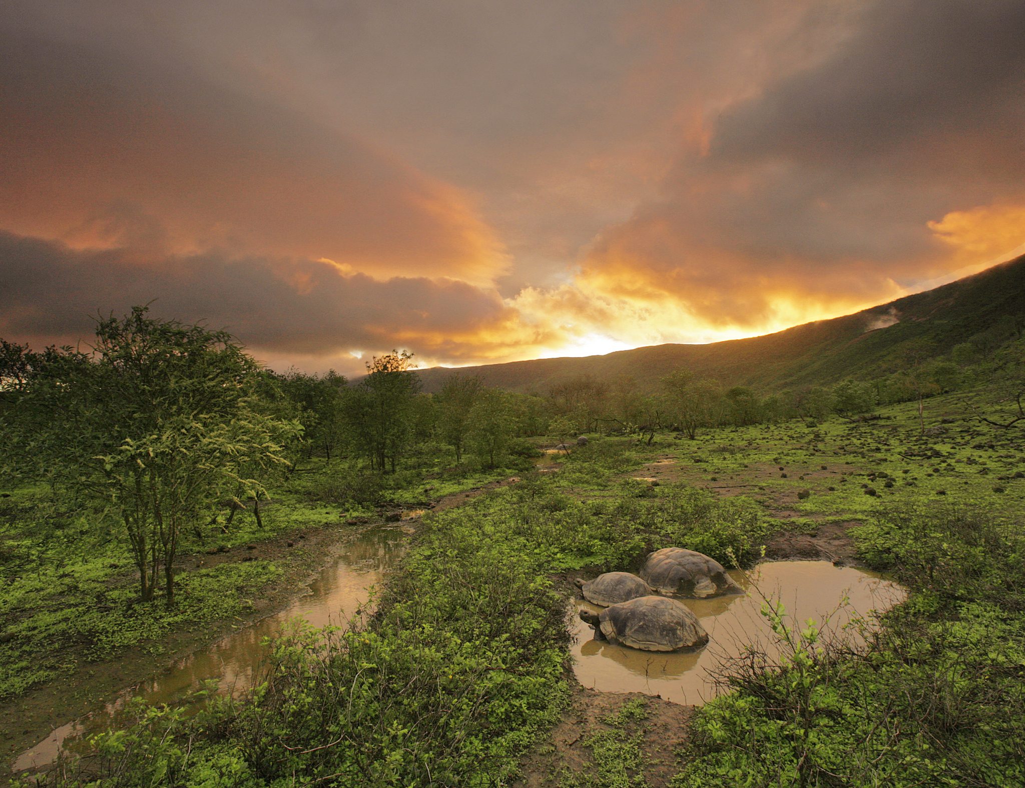 Tortoises at dawn, in a pool of water on the caldera floor of Volcan Alcedo (Isabela).