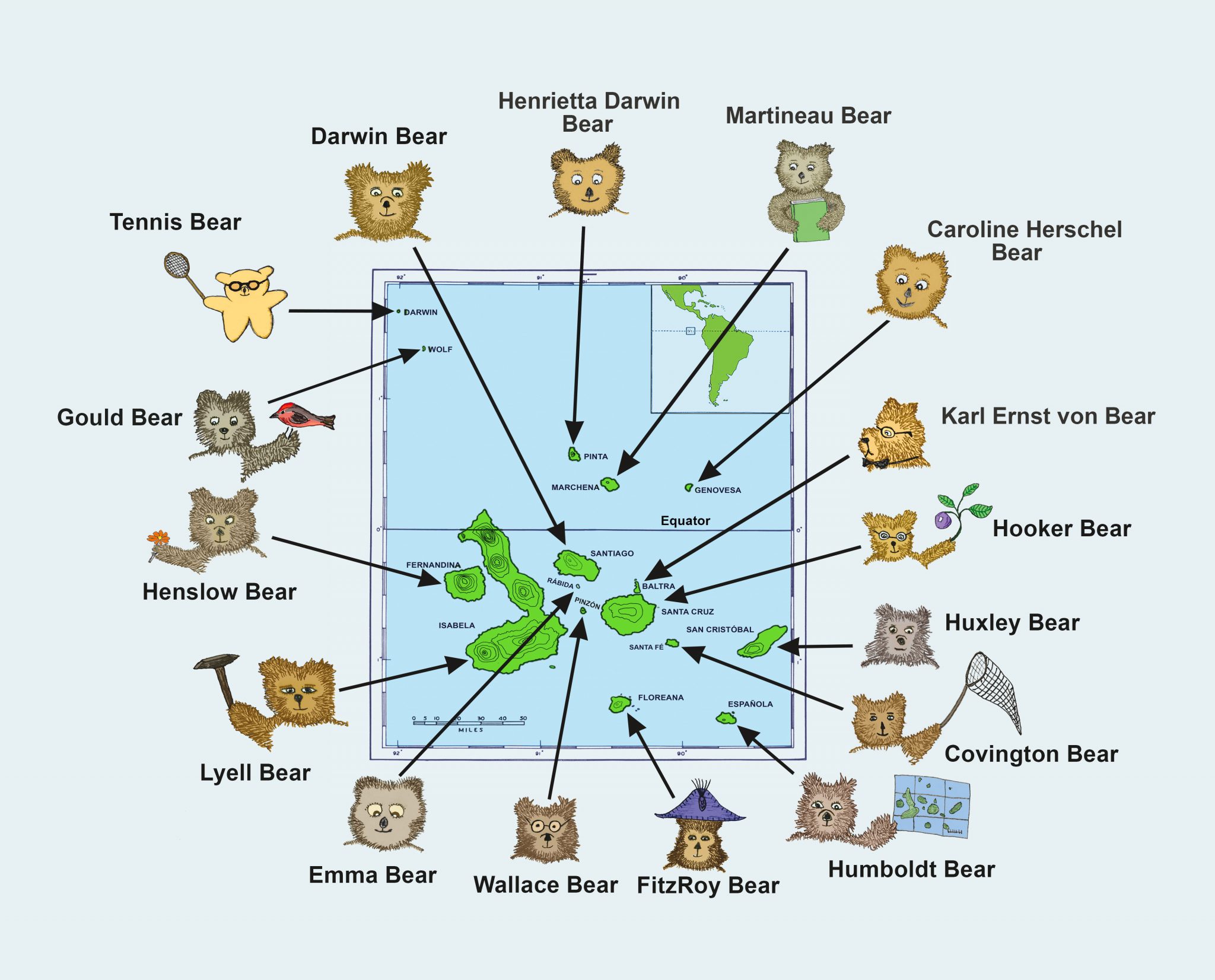 Nor should we forget to mention the Galápagos Bears, shown here along with the islands on which they originally evolved.   Like the 4 species of Galápagos mockingbirds and the 17 currently recognized species of Darwin's finches, the 16 different forms of Galápagos bear reflect the role that geographic isolation plays in the evolution of new species.  These 16 endemic bears are believed to be descended from ancestral colonists that are distantly related to an extant Peruvian species (Ursus paddingtonesis) and that probably reached the Galápagos Islands more than two million years ago.   According to Harvard University Professor Edward O. Wilson, certain physical attributes of the Galápagos bears exhibit adaptive features that appear to have been influenced by the physical characteristics of the islands on which each bear evolved into its present form.  For example, the overall size (S) of each form of bear is predicted by the formula S = 0.00084 x H (where H is the height of the island on which each bear evolved, measured in meters--see Darwin and His Bears , pp. 132-133).