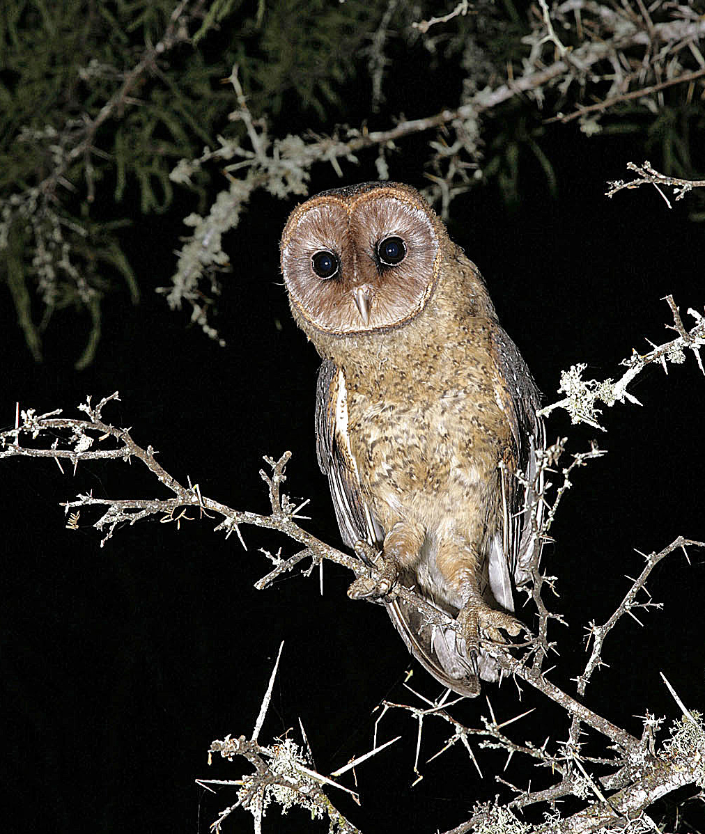 A Galápagos barn owl (Tyto alba punctatissima), an endemic subspecies.  Unlike the Galápagos short-eared owl, this species is nocturnal.