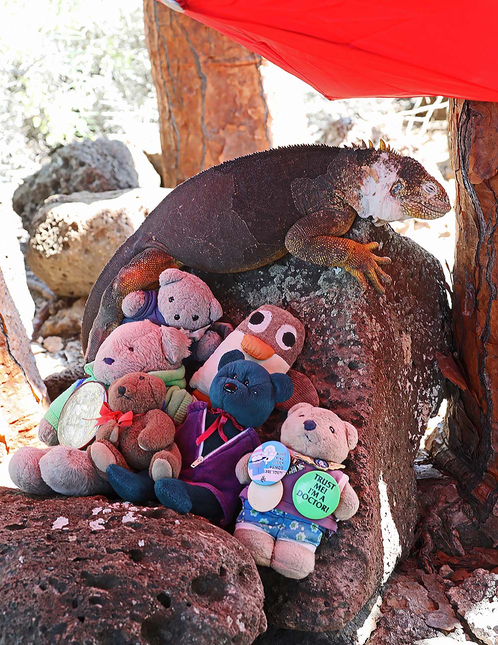 A small group of bears on Plaza Sur, together with their friend El Pingüino, taking a rest during fieldwork on that island in 2019. At the time of this encounter, these five bears (from left to right) answered to the names Darwin Bear, Wallace Bear, Covington Bear (who is standing behind Darwin Bear), Henslow Bear, and Huxley Bear. The land iguana did not give a name.