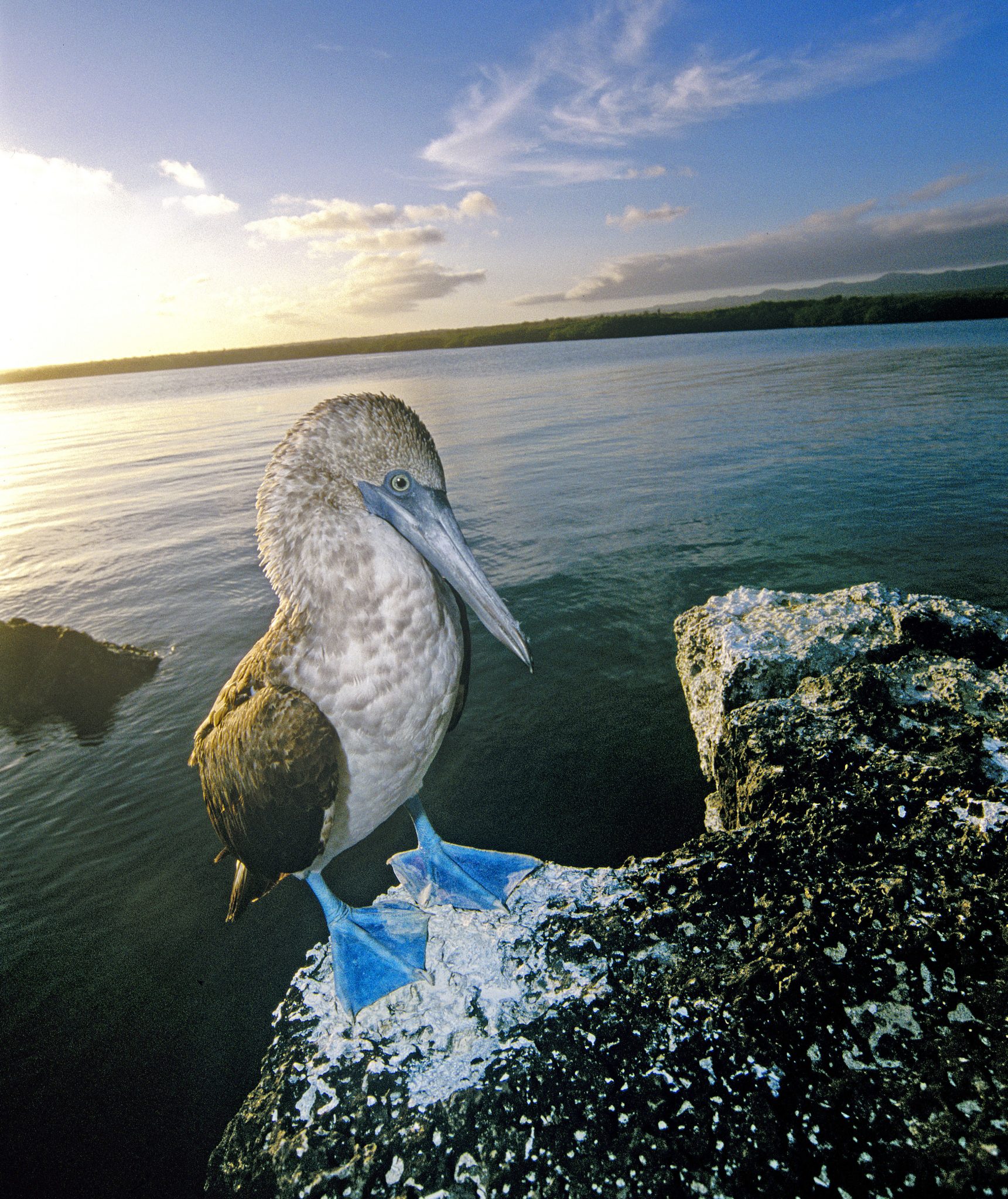 A blue-footed booby  (Sula nebouxii), one of the most common seabirds in the Galápagos.
