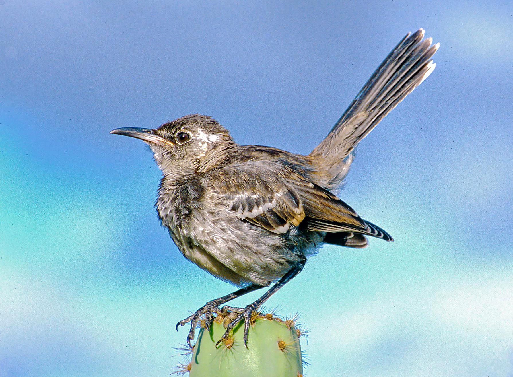A Floreana mockingbird (Nesomimus trifasciatus), which exists now only on two very small islands off the Floreana coast following the extinction of this species on  Floreana itself sometime during the latter half of the nineteenth century.  This extinction event was caused by the introduction of cats and rats on this island.  Compared with the San Cristóbal mockingbird, the Floreana mockingbird is browner and darker, especially in the breast feathers.