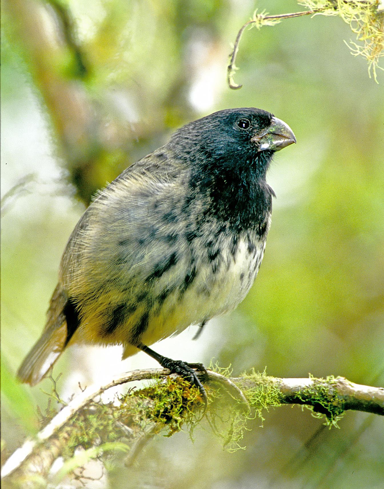 A vegetarian finch (Platyspiza crassirostris).   This species represents one of the earliest branching nodes in the evolution of Darwin's finches, with one branch giving rise to this single species and another branch evolving into at least 14 different taxa including 5 tree and 9 ground finches.  In addition, the original ancestor of Darwin's finches, which was a tanager (not a finch) and is most closely related to the current warbler finch (Certhidea), has evolved to three distinct species:  C. olivacea, C. fusca, and Pinaroloxias inornata--the Cocos Island finch.  (Cocos Island is located about 470 miles to the northeast of the Galápagos and about 360 miles south of Costa Rica.)   

The two species of Certhidea are so similar in appearance that, before genetic testing, they were thought to be a single species.   One of these two species (C. fusca) exists in two different forms (or subspecies) that inhabit the lower and drier islands.  By contrast, this species does not overlap with (C. olivacea), which inhabits the more elevated islands where it is generally found in the moist highlands.  Based on genetic analysis, another species of Darwin's finches (the sharp-beaked ground finch, Geospiza difficilis) is  now known to consist of six quite distinct genetic variants, each of which is confined to a separate island (Sato et al.,1999; and Lamichhaney et al., 2015).