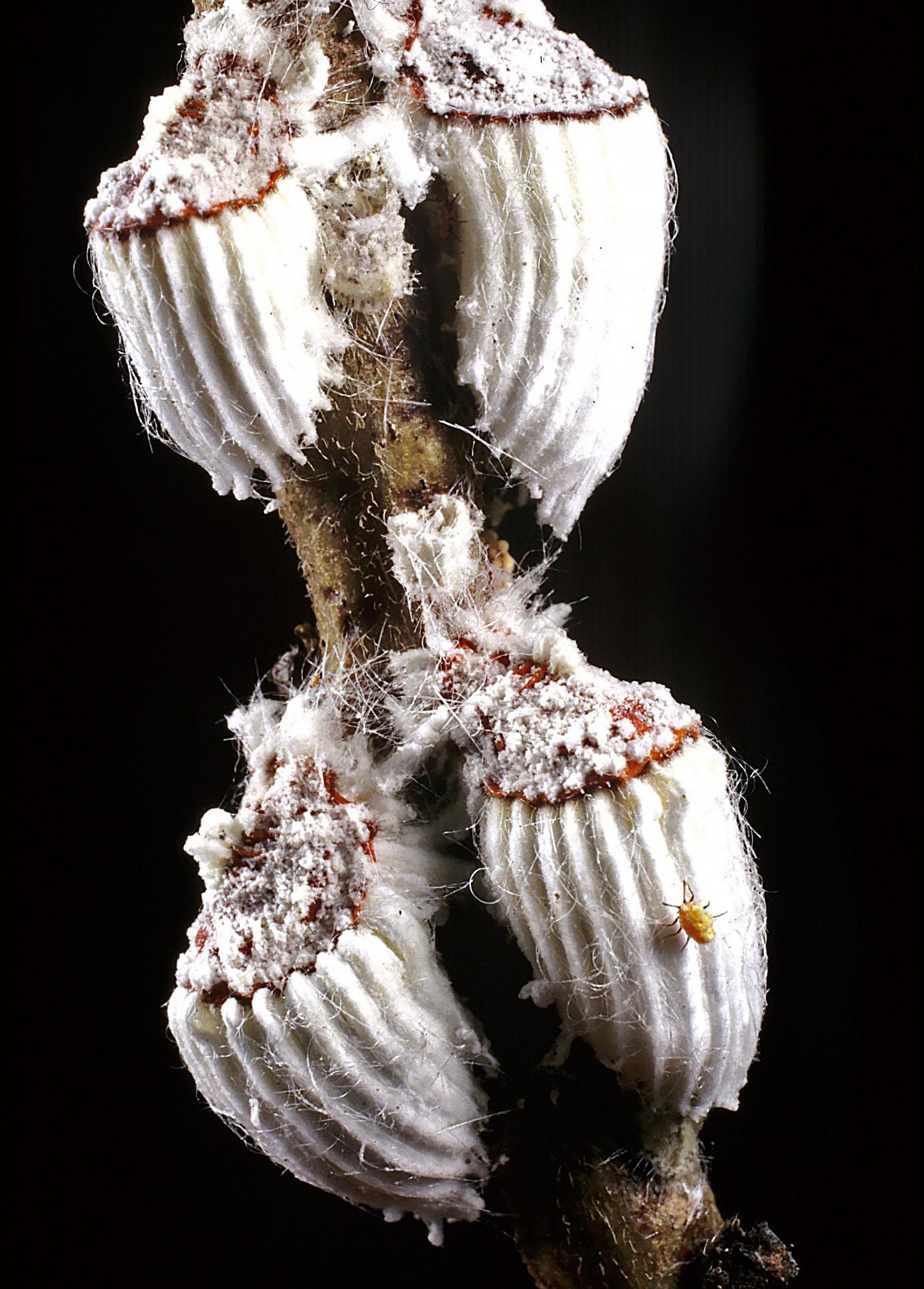Cottony cushion scale (Icerya purchasi).  These scale insects, originally from Australia, somehow managed to invade the Galápagos Islands and became a serious threat to the native vegetation.  To combat these scale insects, another Australian insect--a lady beetle (Rodolia cardinalis)--was introduced and has proved very successful as a control.  A "crawler," the first stage of the scale insect reproductive cycle, can be seen at the lower right.