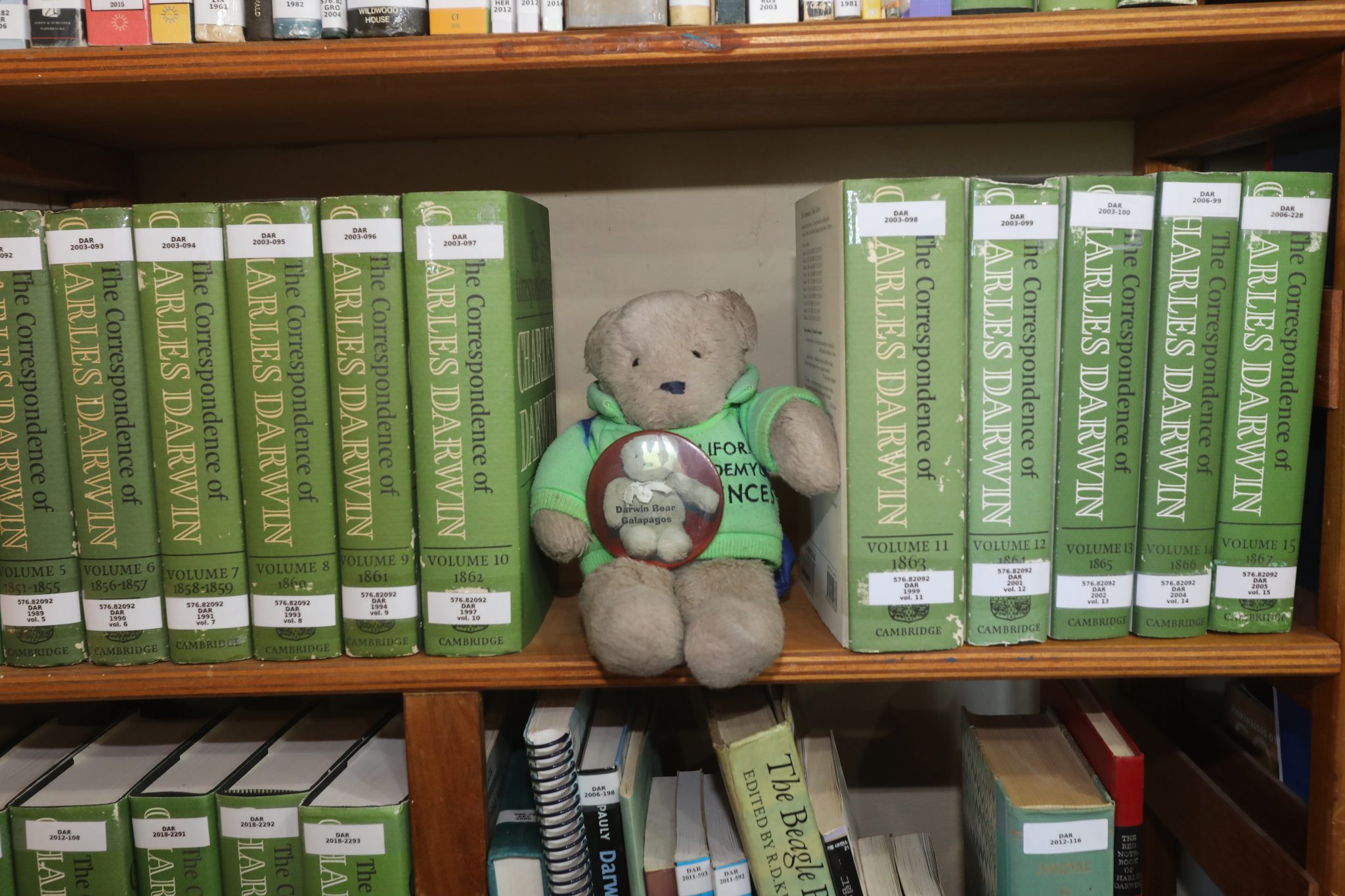 Darwin Bear inside the Darwin Station Library. The bear is apparently consulting some of the projected 30 volumes of the Correspondence of Charles Darwin, of which 28 volumes have been published to date by Cambridge University Press.  On either side of the bear are Darwin's letters from 1862 and 1863, written three and four years, respectively, after publication of the Origin of Species (1859).