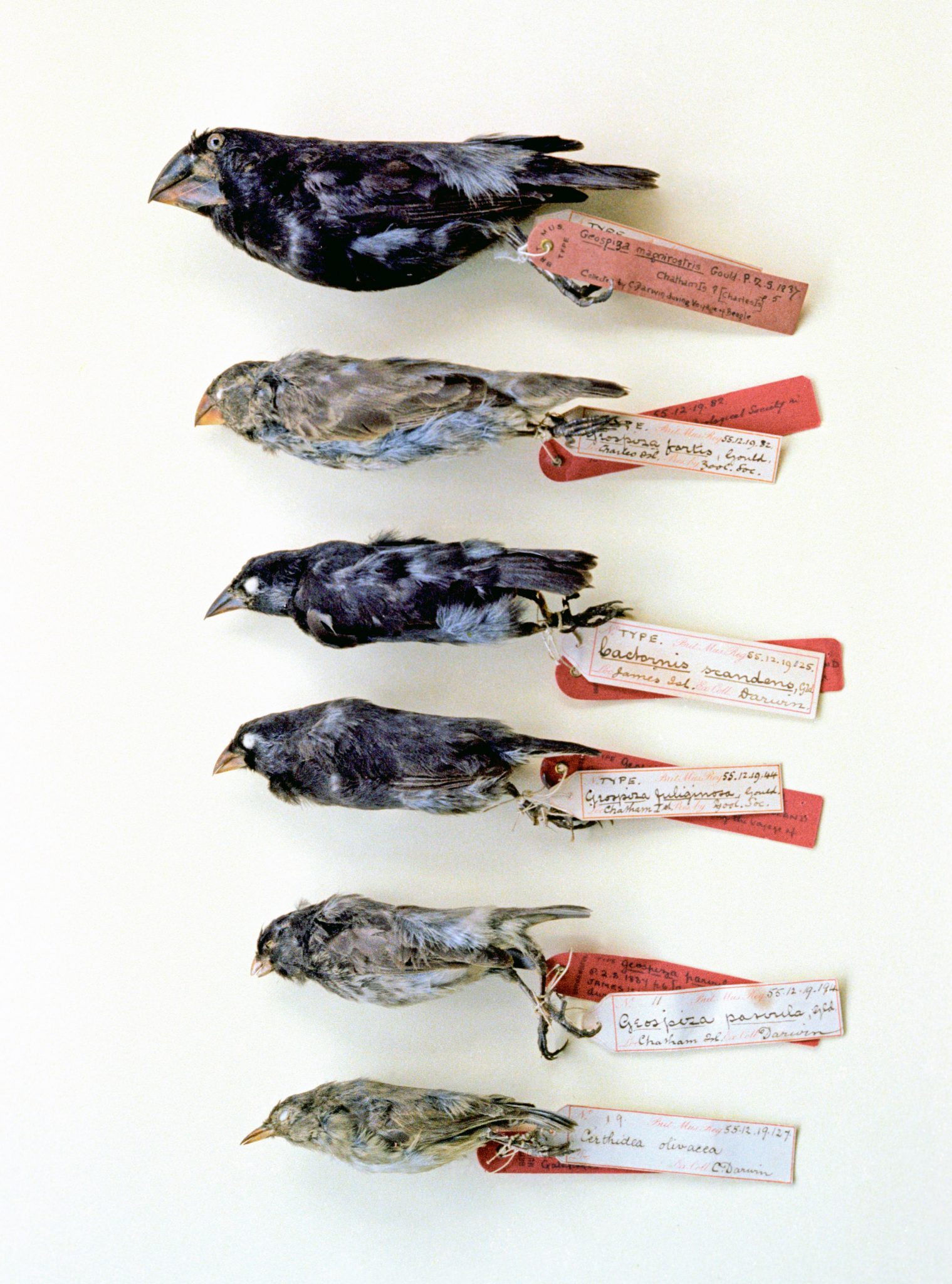 Some of the type specimens of Darwin's finches at the British Museum of Natural History (Tring).  Many of these type specimens lack island localities on the tags owing to Darwin's failure to record such information during his Galápagos visit.  By contrast, all of Captain FitzRoy's specimens do include island localities--information that Darwin found it necessary to request from FitzRoy after the Beagle voyage, when Darwin finally realized the evolutionary significance of such information (Sulloway, 1982b).