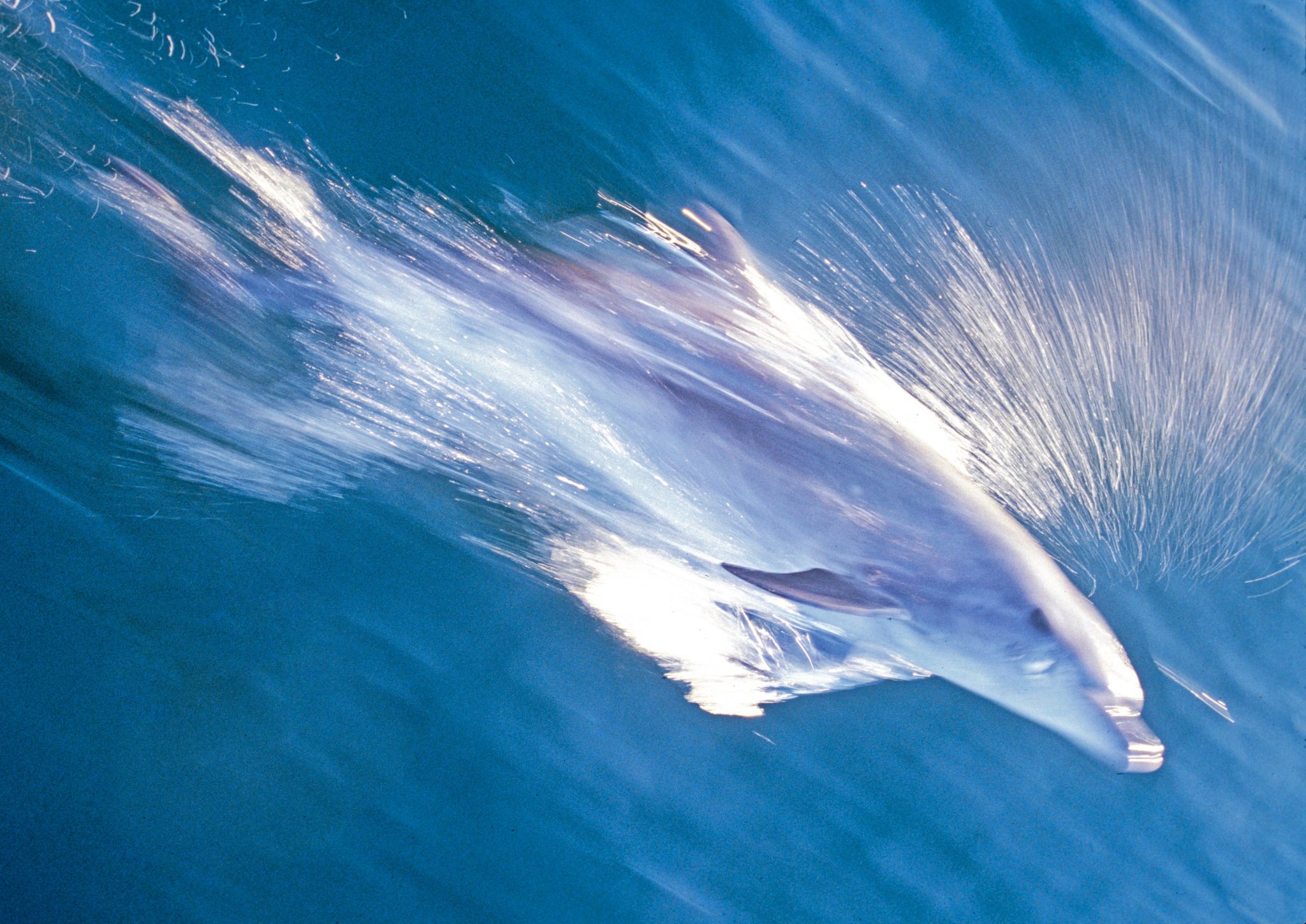 A bottle-nose dolphin (Tursiops trunacatus).  This is the most common of the five species of dolphins that are found in the Galápagos Islands.