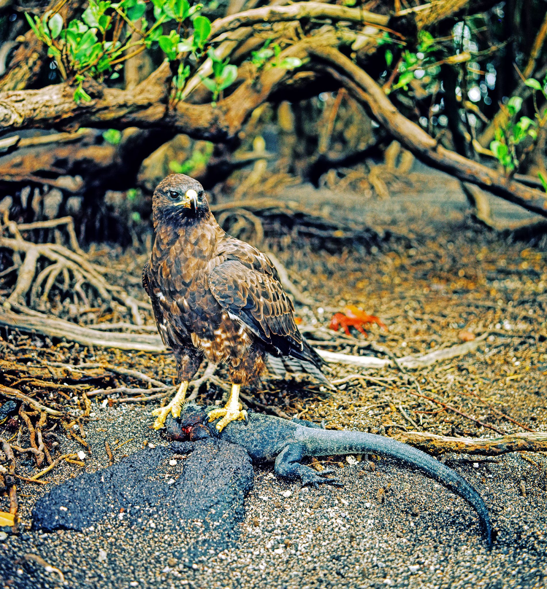 A Galápagos hawk preying on a marine iguana (Fernandina Island).  It took this hawk more than four hours to subdue the iguana, which at several different points managed to escape and run into the sea.  Each time, the hawk waited patiently, and when the iguana finally surfaced and crawled back on land, the hawk recaptured it.  After several such episodes, the hawk succeeded in turning the iguana onto its back, allowing the hawk's access to the iguana's vulnerable belly area. 
 The hawk then began eating the iguana alive before finally killing and devouring it (Sulloway, 2001, p. 297-299).