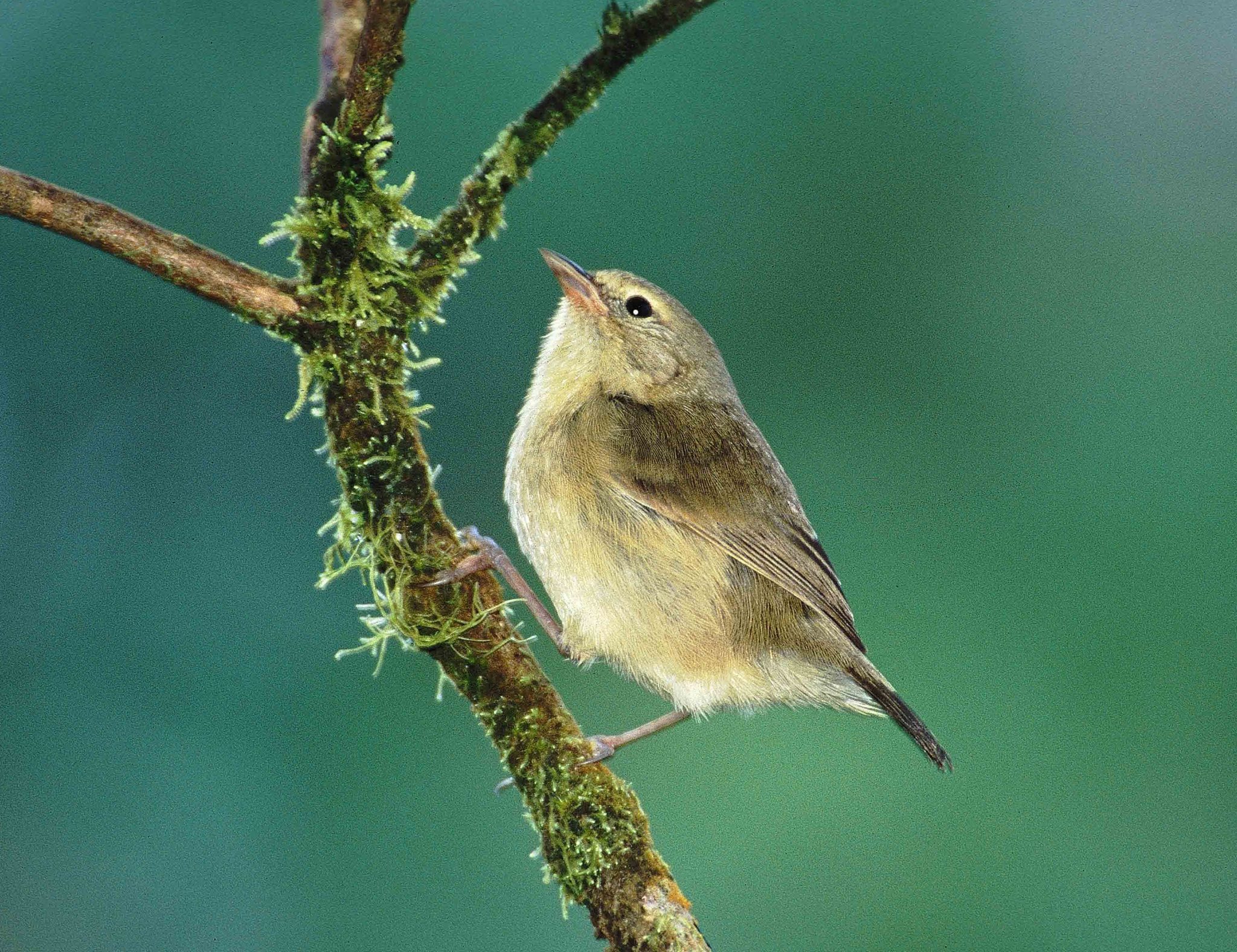 A warbler finch (Certhidea olivacea), a bird Darwin mistook for a "wren" during his Galápagos visit.  Owing to Darwin's tentative but erroneous voyage classifications of these famous birds, he did not realize they were all "finches" belonging to a single closely related group until British ornithologist John Gould correctly classified these birds after Darwin's return to England, more than a year after Darwin had collected them (Sulloway, 1982).