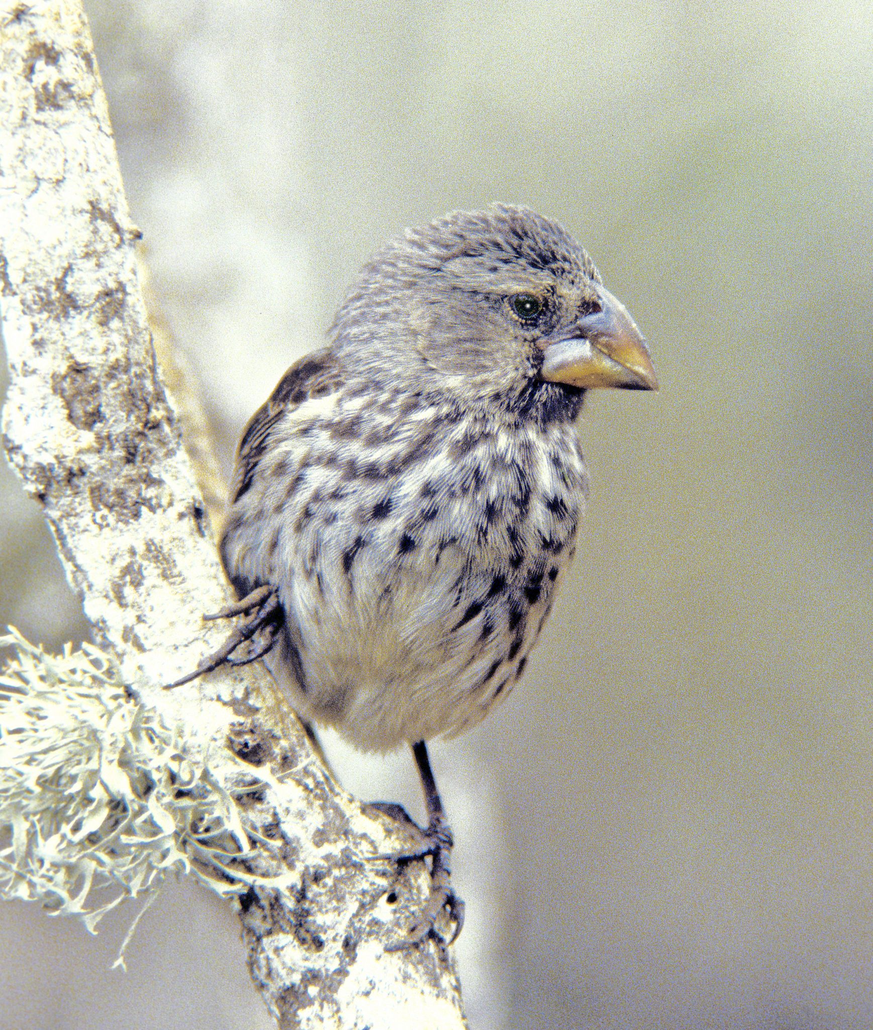 A medium ground finch (Geospiza fortis).  Males in most of the species of Darwin's finches acquire a largely or entirely black coloration as they age, so the bird in this photograph is either a female or a juvenile male.