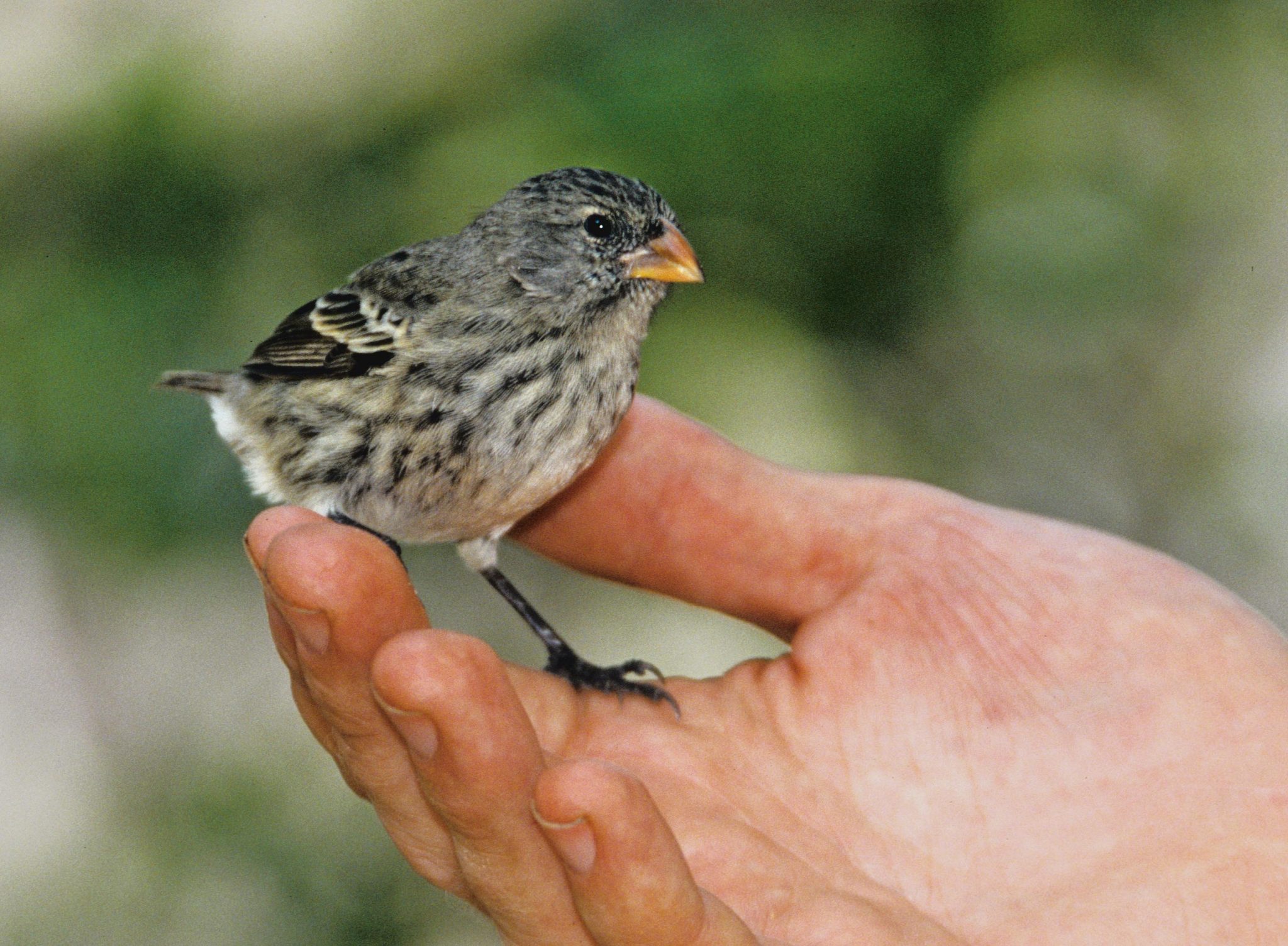 A small ground finch (Geospiza fuliginosa) perched in the hand of my colleague Mark Moffett, an evolutionary biologist and wildlife photographer.  Darwin was struck by the remarkable tameness of the various birds and animals in the Galápagos, and he reported that he was able to lift a pitcher of water made from a tortoise shell while a mockingbird continued to sip water from it.   Regarding this trait of tameness in Galápagos birds, Darwin wrote: "Few young birds in England have been injured by man, yet all are afraid of him: many individuals, on the other hand, both at the Galapagos and at the Falklands, have been injured, but yet have not learned that salutary dread.  We may infer from these facts, what havoc the introduction of any new beast of prey must cause in a country, before the instincts of the aborigines become adapted to the stranger's craft or power" (Journal of Researches, 1839, p. 478).