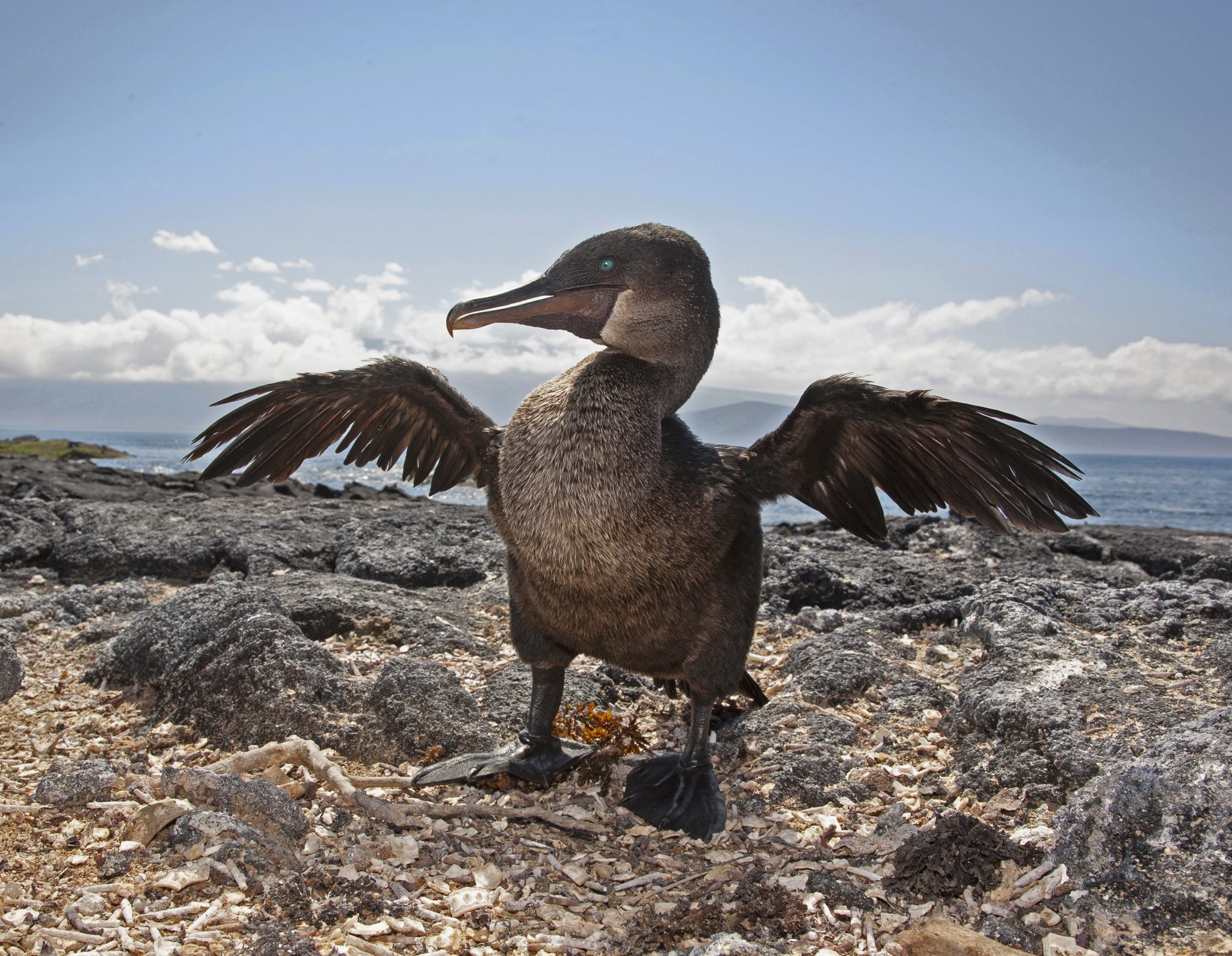 A flightless Galápagos cormorant (Nannopterum harrisi) drying its wings.  Because the wings of these birds trap air, natural selection has favored a reduction in wing size to assist with submarine diving.  The wings are about one-third the size necessary for actual flight (Grémillet et al., 2005).