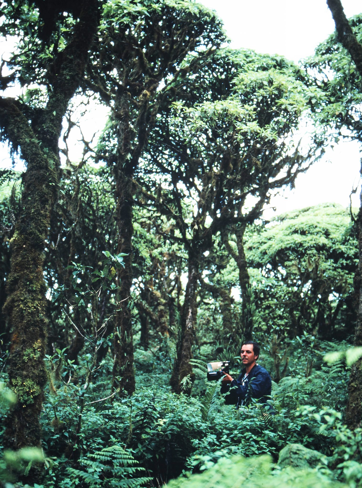 The Scalesia forest (Scalesia pedunculata) in the highlands of Santa Cruz, where I was photographing tree finches in 1982.