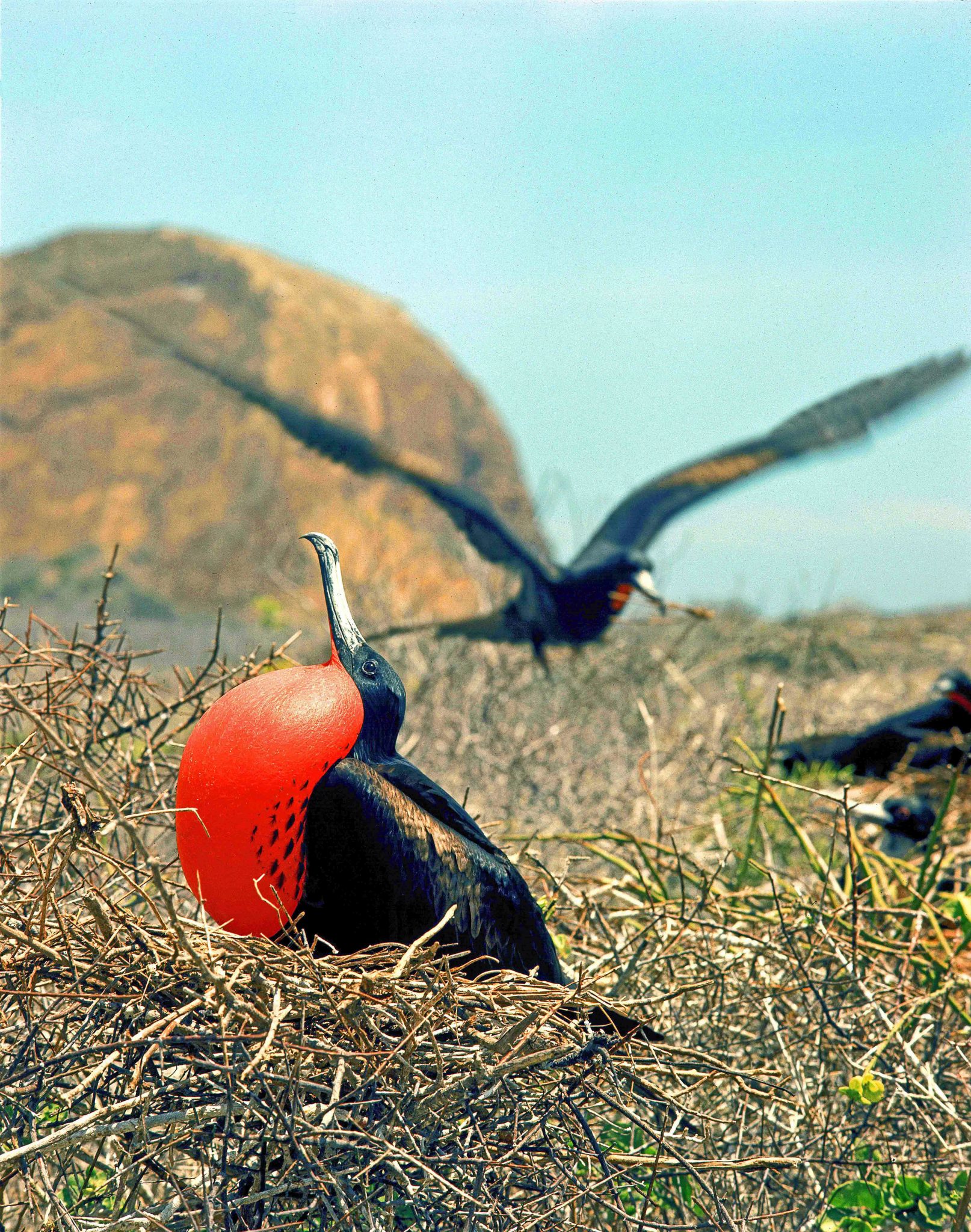 Frigatebirds (Frigata magnificens) nesting on San Cristóbal.  In the Origin of Species (1859:185), Darwin called attention to the fact that frigatebirds have webbed feet, a vestigial trait, since they never alight on the water.  He explained such vestigial traits as being once-functional traits no longer of service owing to evolutionary changes in habits or ecology.