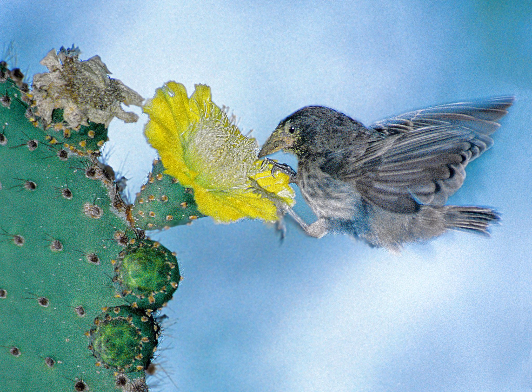 A cactus finch (Geospiza scandens), one of the currently recognized 17 species of Darwin's finches.  In its beak morphology, this species is so un-finch-like that when Darwin collected this bird in 1835, he tentatively placed it in the family of the Icteridae (which includes blackbirds, orioles, and meadowlarks).