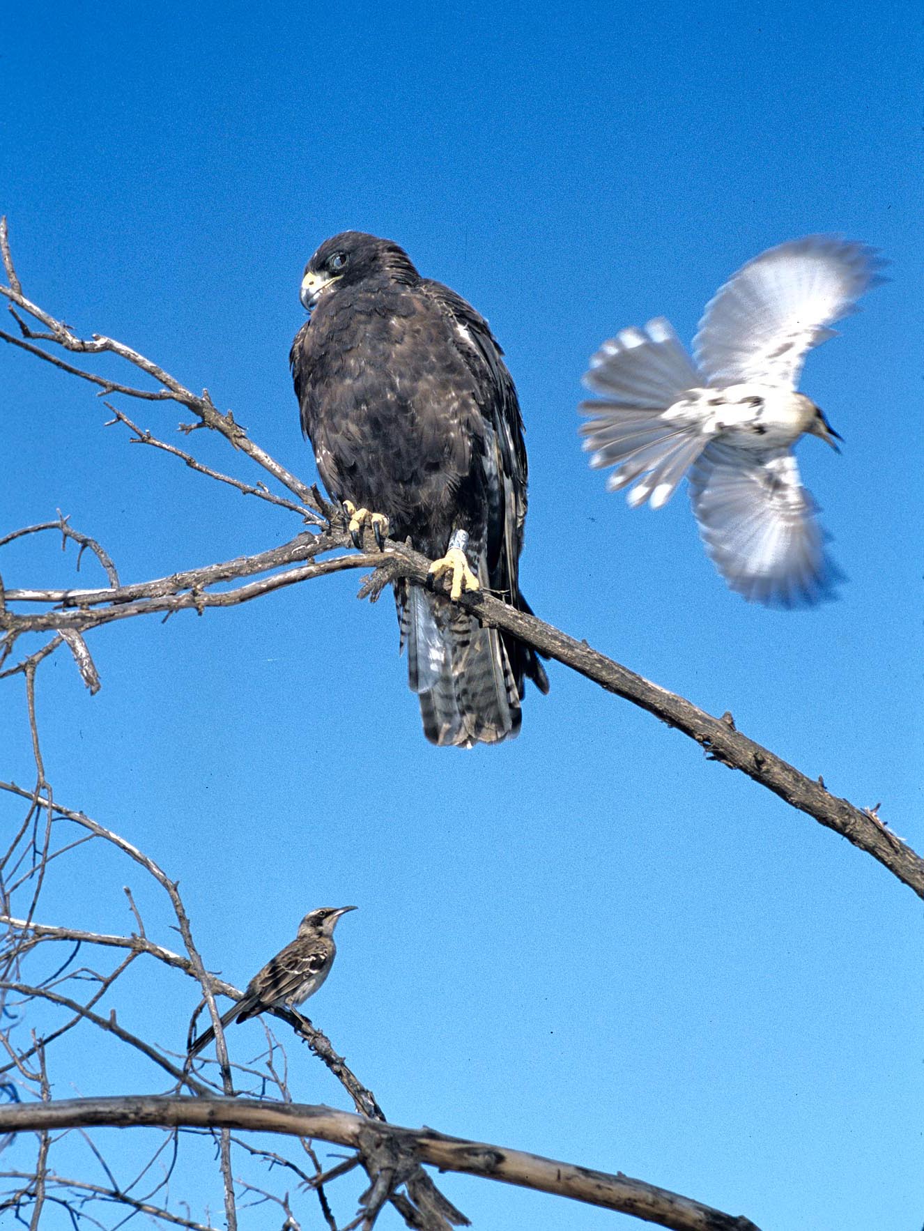 Two mockingbirds engaged in mobbing a Galápagos hawk.  The hawk grew sufficiently annoyed by a succession of these aerial attacks that it finally flew away.  Although mobbing behavior has evolved in many bird and also some animal species, it is generally restricted to those species in which the young suffer from frequent predation.