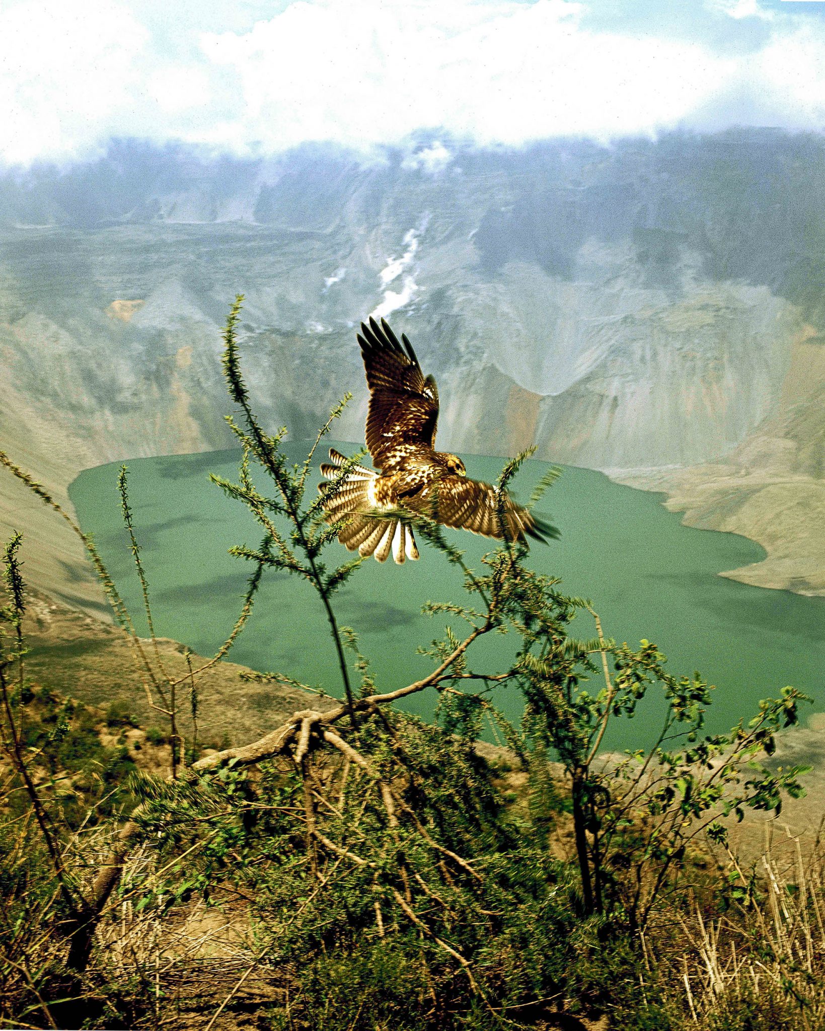 A Galapagos hawk (Buteo galapagoensis), photographed in 1970 on the rim of Fernandina, one of the most active volcanos in the world.  On the far side of the caldera, active fumeroles are emitting steam from fissures in the caldera wall.  During our time on the summit of this 5,000-foot volcano, I and my three fellow expedition members heard constant rock slides of the unstable caldera wall, as parts of it fell into the lake below.