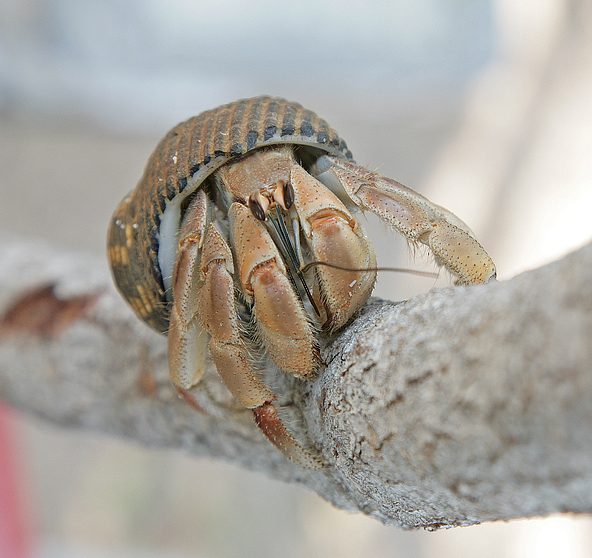 A hermit crab (Coenobita compressus).  Hermit crabs have soft abdomens that are long and spirally curved.  To protect themselves, they salvage empty seashells into which they can retract their entire body.  Male hermit crabs have evolved long penises so they can copulate without leaving their shells, which otherwise might be stolen by other hermit crabs looking for a better fitting shell.