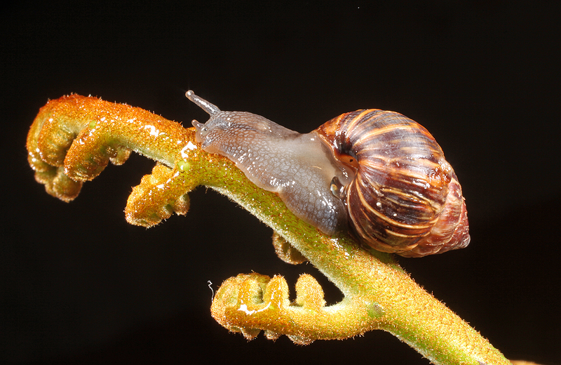 Another species of landsnail (Bulimulus nux), this one from San Cristóbal.