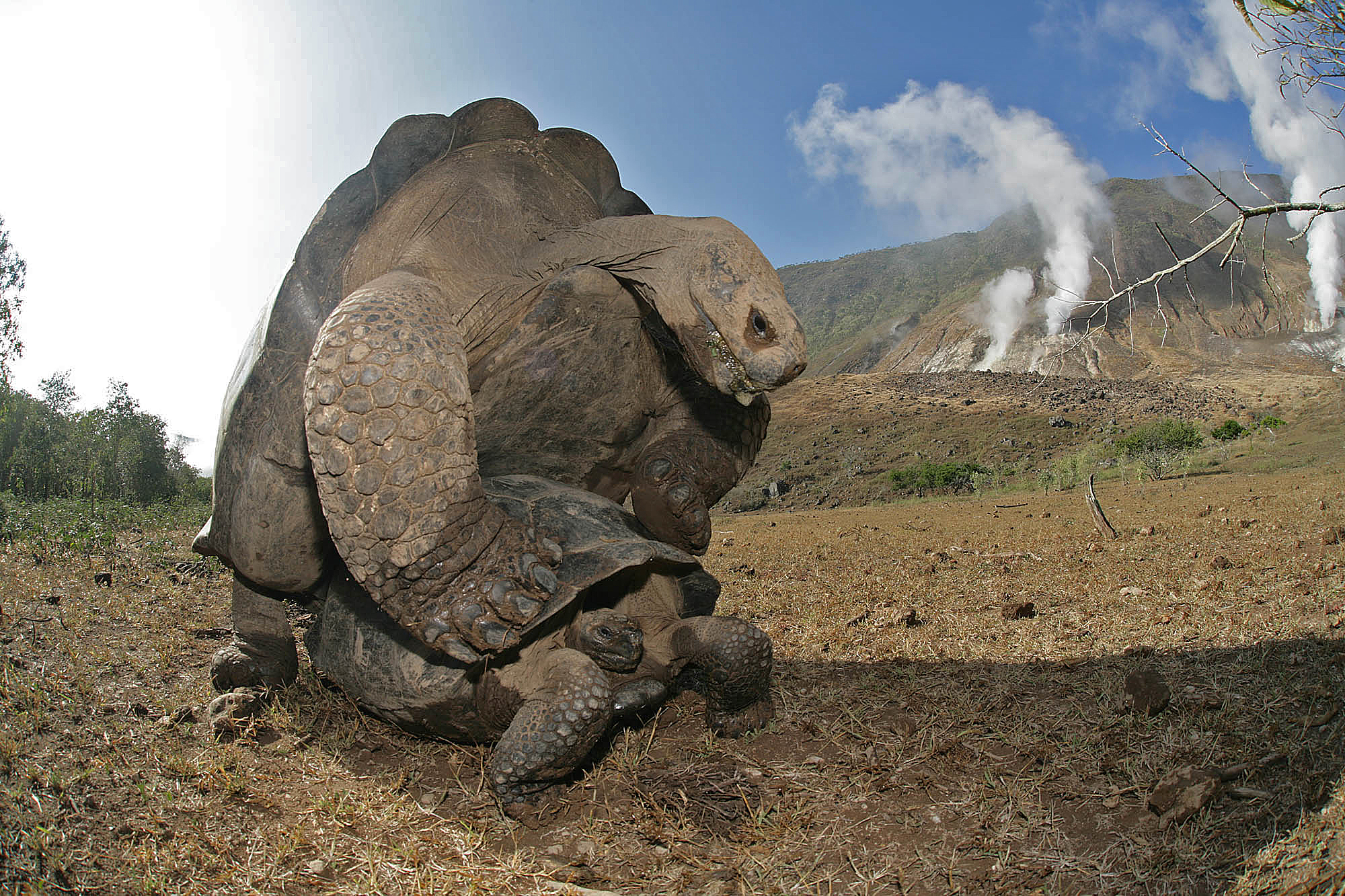 Tortoises mating inside the caldera of Volcan Alcedo.  Three active fumaroles can be seen in the background.