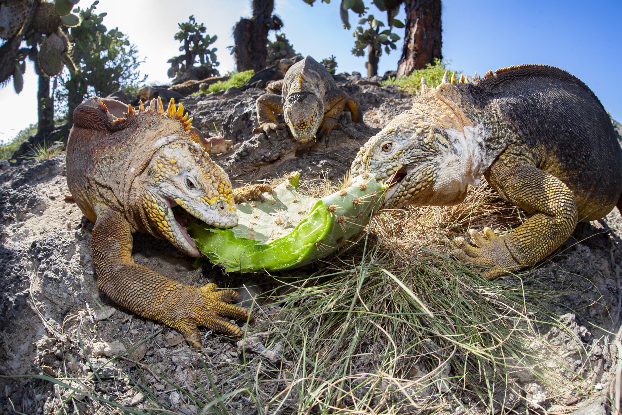 Land iguanas (Conolophus subcristatus) competing for access to a fallen Opuntia cactus pad (Plaza Sur Island).
