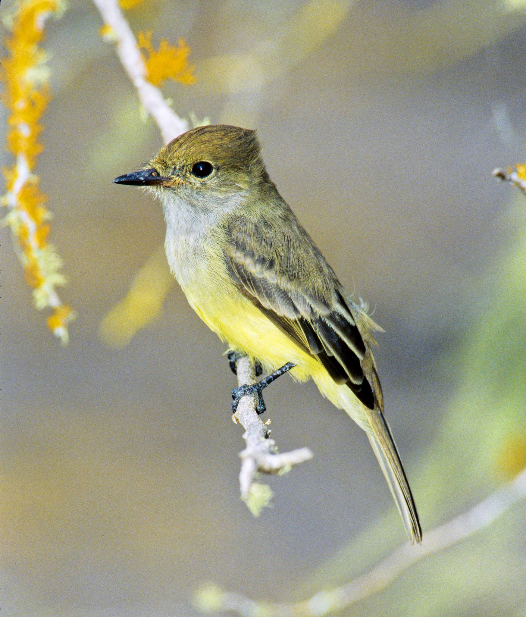 A male large-billed flycatcher (Myiarchus magnirostris).  These birds are particularly tame and curious about people. One once followed me around, and when I tried to photograph it, approached even more closely and finally landed on the end of my telephoto lens as I was looking through my camera's viewfinder.