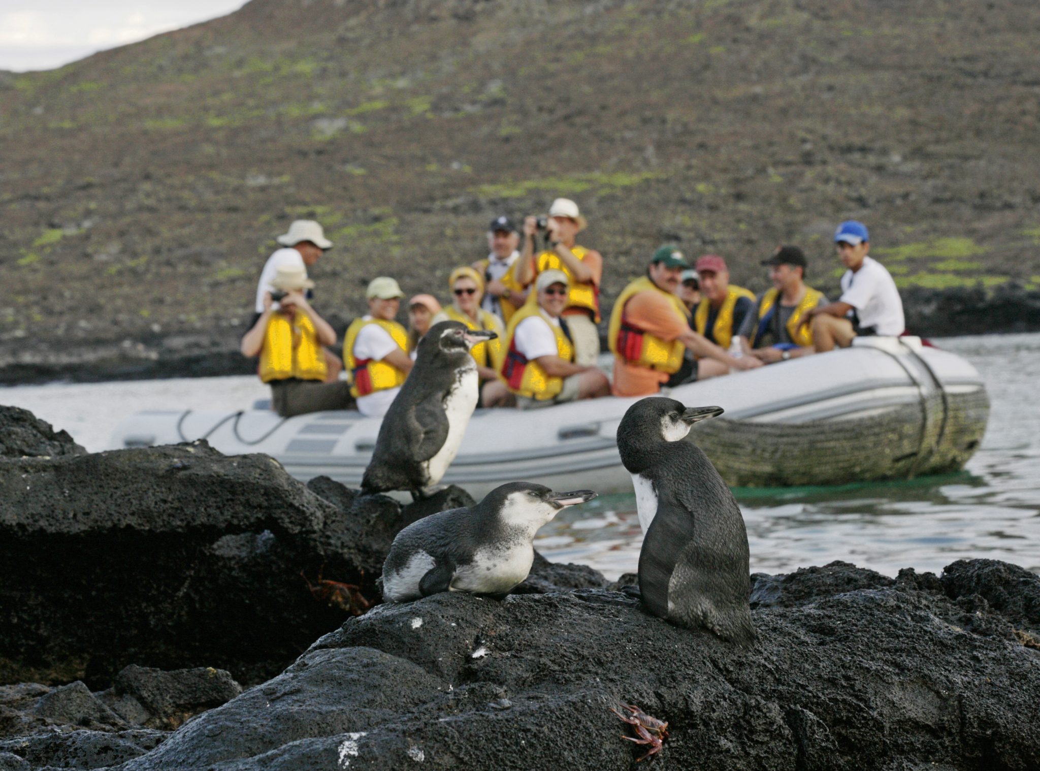 Galapagos penguins (Spheniscus mendiculus) on Santiago, with Sombrero Chino visible in the background.  Only about 20 inches tall, the Galápagos penguin is the world's second smallest penguin, with the smallest being the Little Blue Penguin, which lives in southern Australia and New Zealand.  As noted in Darwin and His Bears (p. 26), penguins obey what is known as Bergmann's rule, becoming smaller in body size as they approach the equator.  This rule reflects a biological adaptation for heat regulation, and is widely observed in birds, mammals, reptiles, invertebrates, and even some plants.  Bergmann's rule also explains various changes in body size observed in the fossil record in response to changes in the Earth's temperature over time.