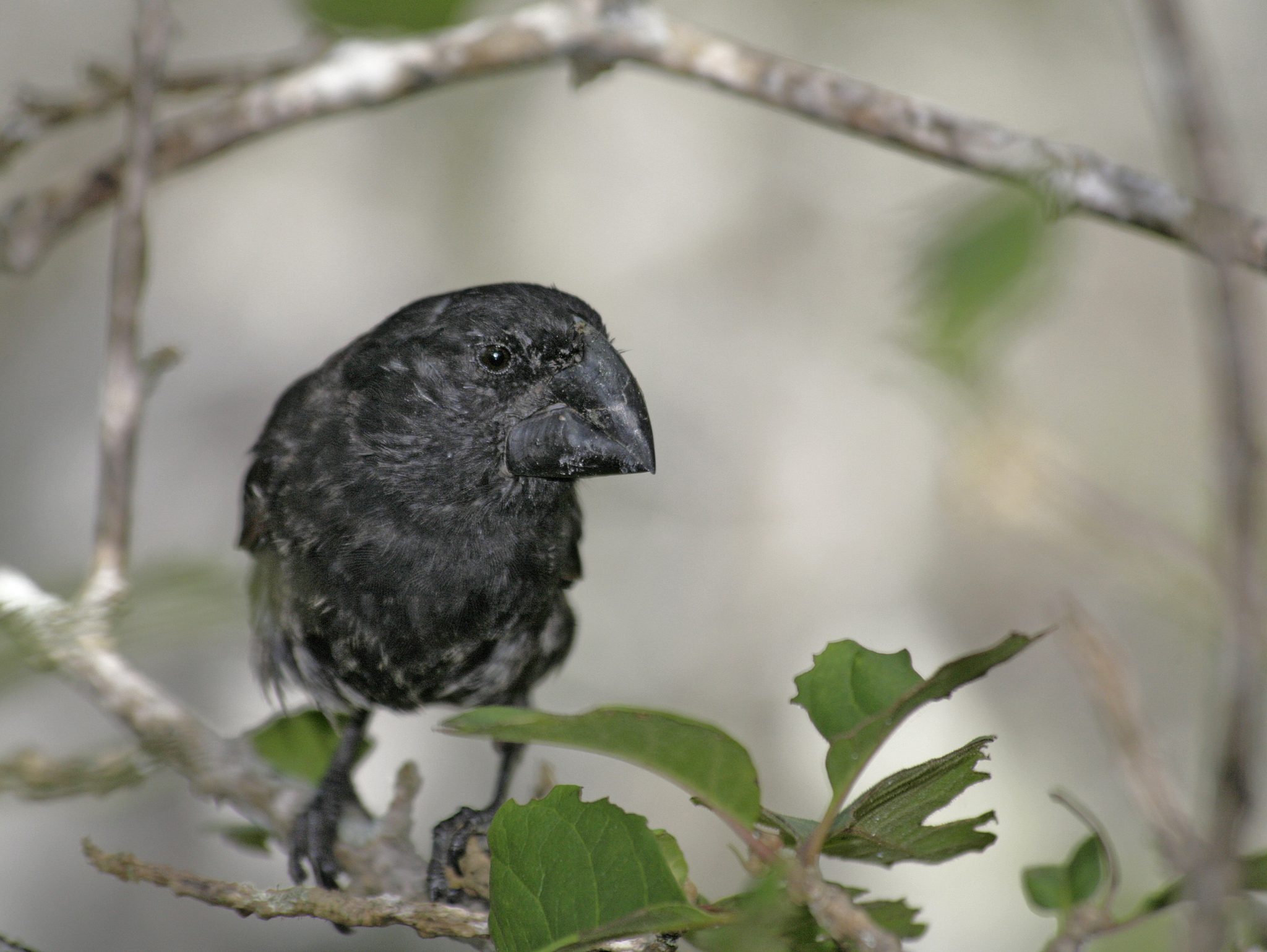 A large ground finch (Geospiza magnirostris).   In his "Ornithological Notes p. 264," Darwin commented about this species: "The Gross-beaks are very injurious to the cultivated land; they stock up seeds & plants, buried six inches beneath the surface."