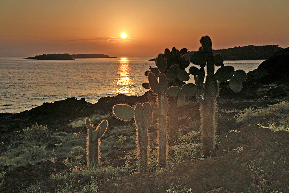 A stand of young tree Opuntia, on the eastern coast of Santa Cruz Island near Cerro Colorado, with Plaza Norte as well as Plaza Sur visible in the background.