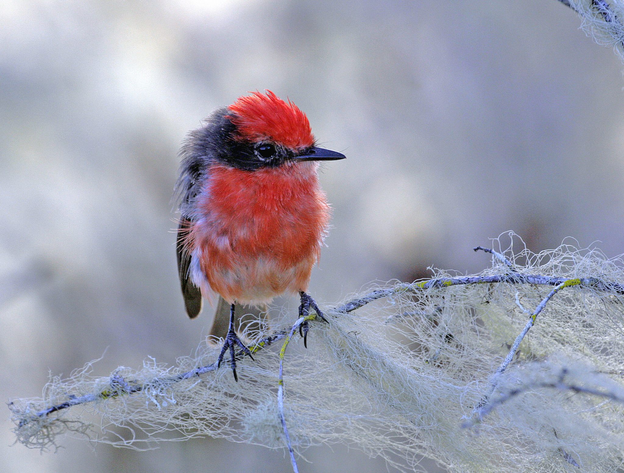 A young male vermillion flycatcher (Pyrocephalus nanus), an endemic species.  This bird has not yet acquired its full red plumage.