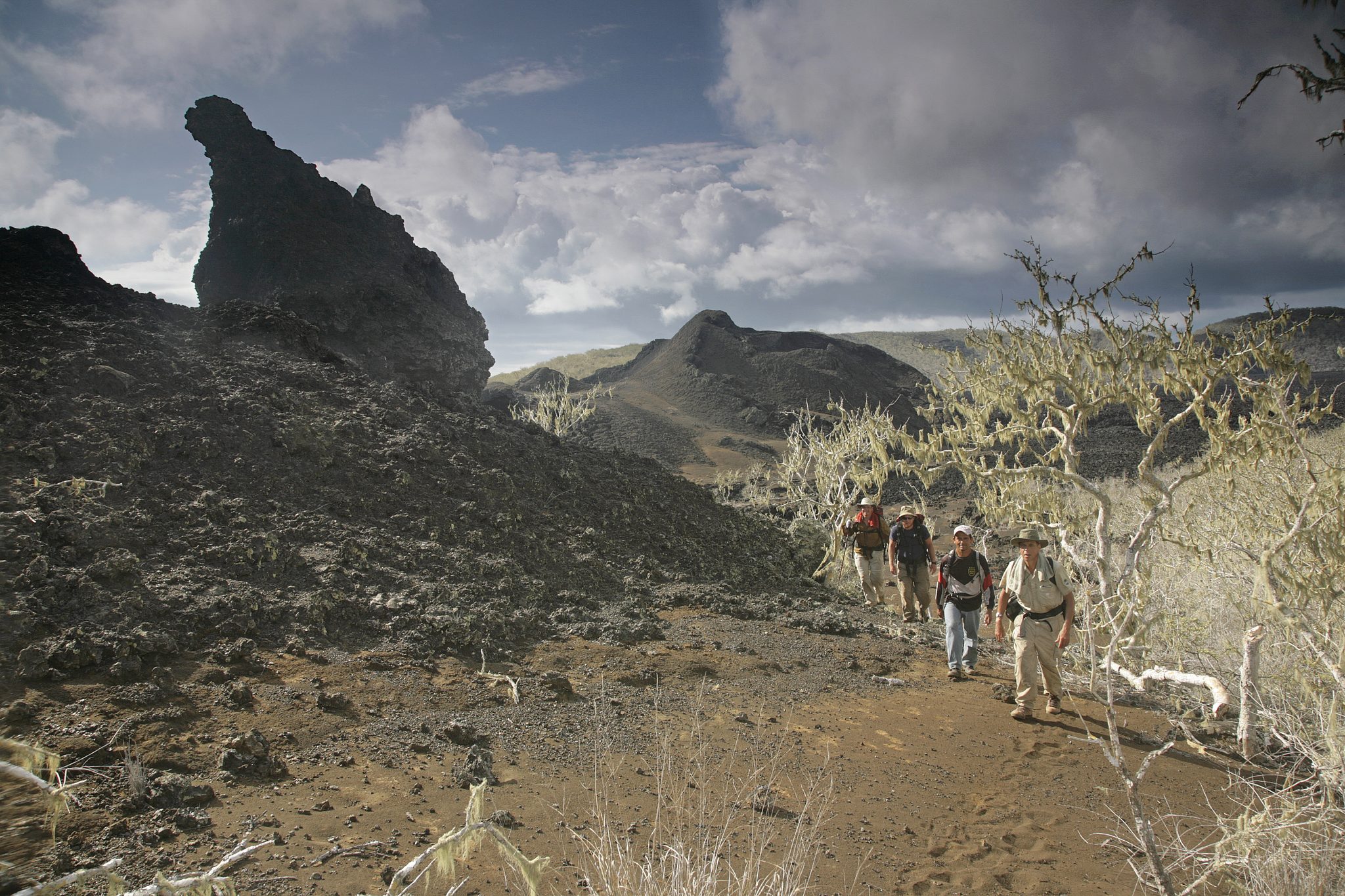 I and other members of my research team on the summit of Marchena, where we were collecting invasive wasps (Polistes versicolor).  The vegetation to the right is covered with "old beard" lichens (species of Usnea and Ramalina).  As Darwin noted during his 1835 visit, Galapagos tortoises are very fond of these lichens when they can reach them (Journal of Researches, 1839, p. 463).