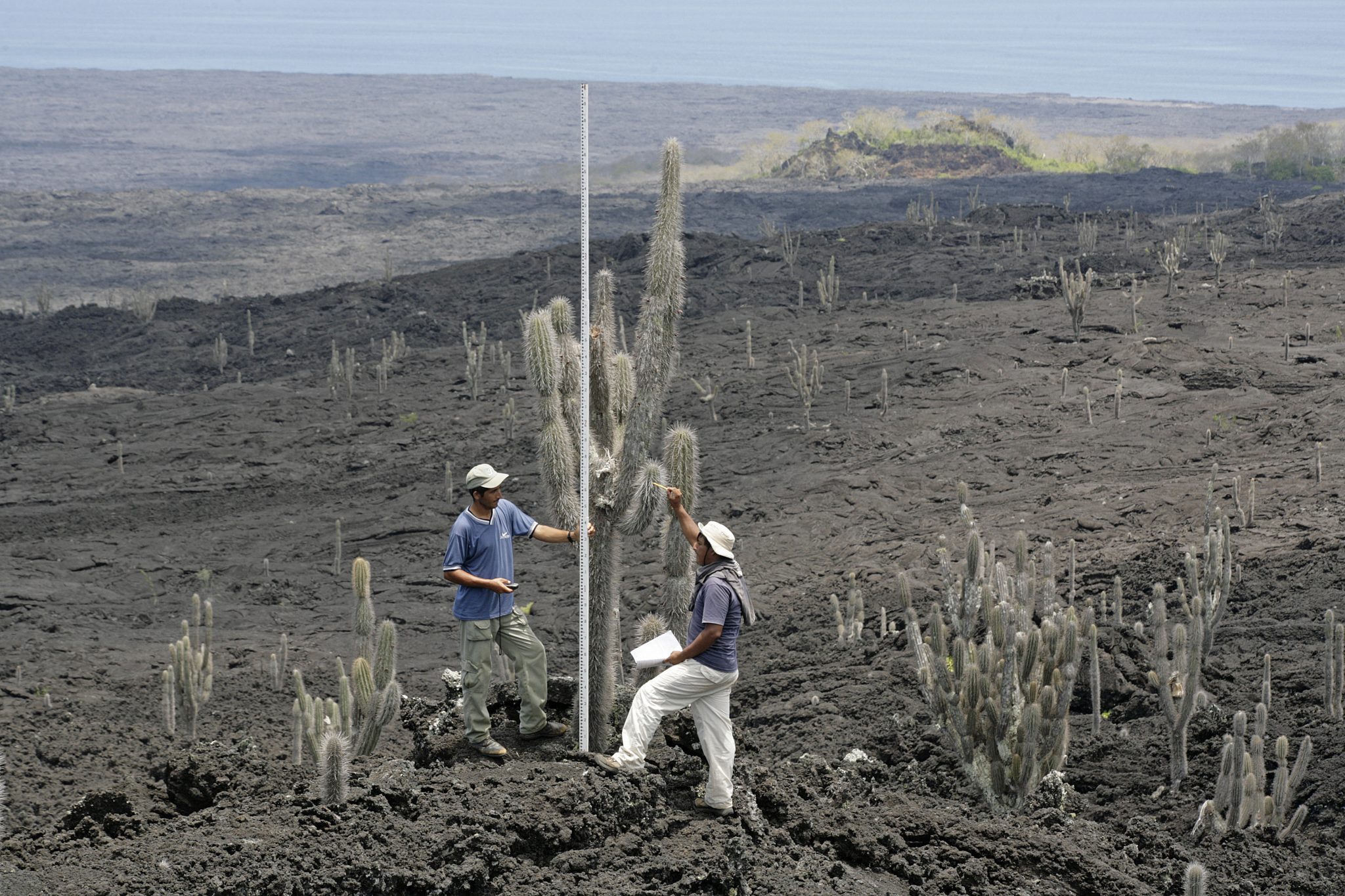 Two members of my research team (Freddie Cabrera and Miguel Sangroquiza) measuring Jasminocereus cacti on a large lava flow on the western side of Santiago, near Puerto Egas (James Bay).