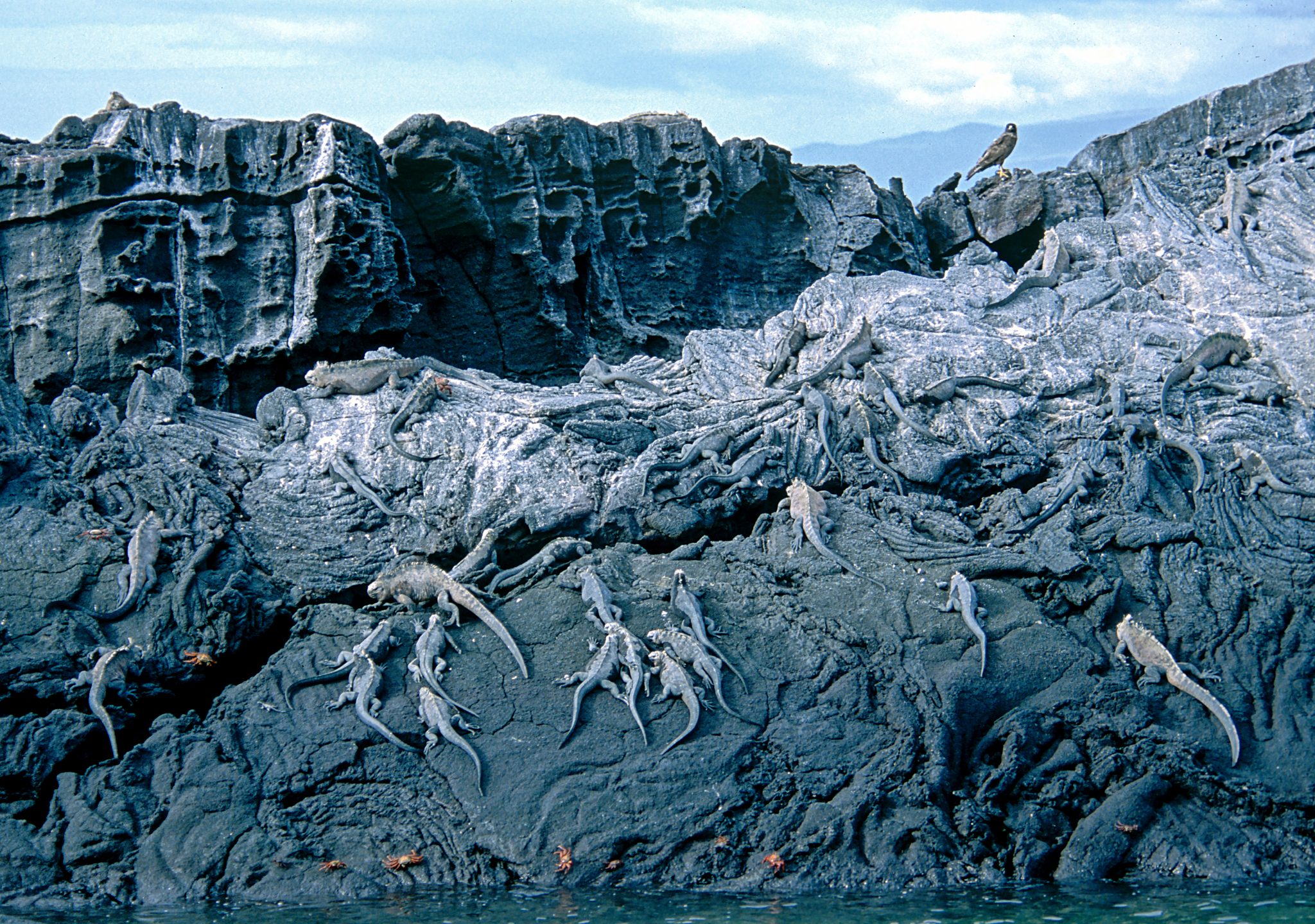 Marine iguanas basking on the lava, to warm their bodies before entering the sea to forage on seaweed.  At the top right, a Galápagos hawk appears to be surveying its next meal.