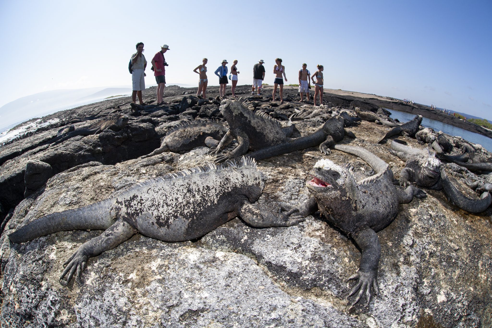 Marine iguanas (Amblyrhynchus cristatus) being observed by a group of tourists at Punta Espinosa (Fernandina Island).