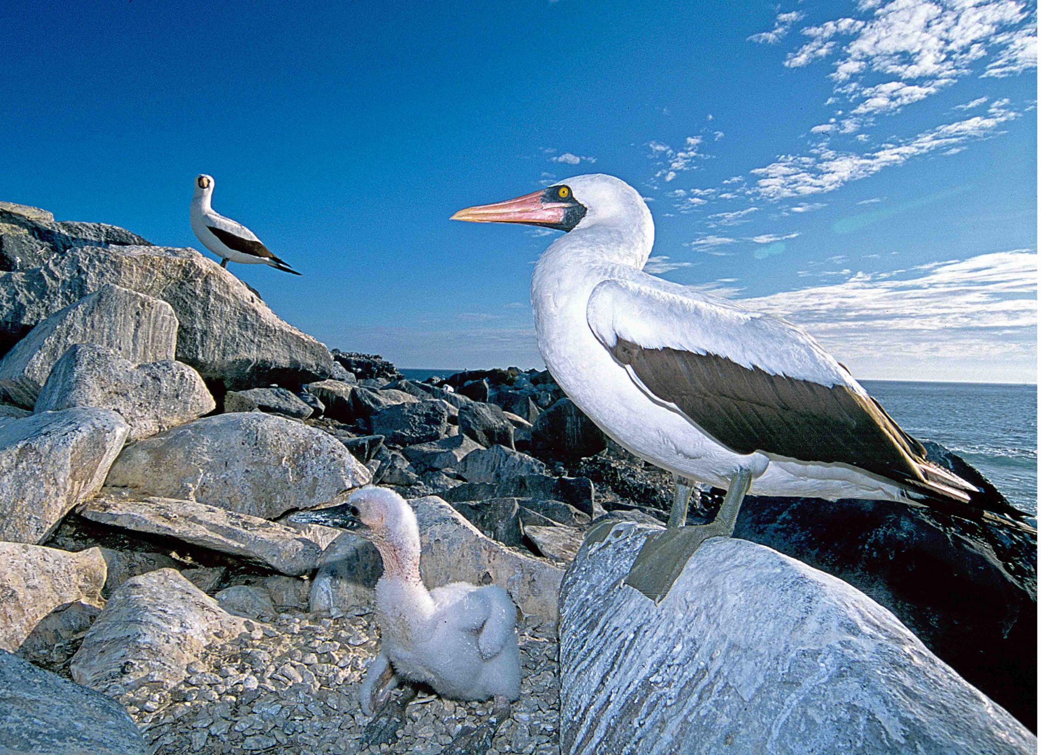 Nazca boobies (Sula granti ) on Española, with a single chick. 
 Boobies usually lay one or two eggs, but especially when the food supply is low, the alpha chick will peck at and kill the younger chick. 
 Parents do not intervene in these acts of siblicide, as it is not in their Darwinian interests to do so (Mock, Drummond, & Stinson, 1990;  Sulloway, 2010).