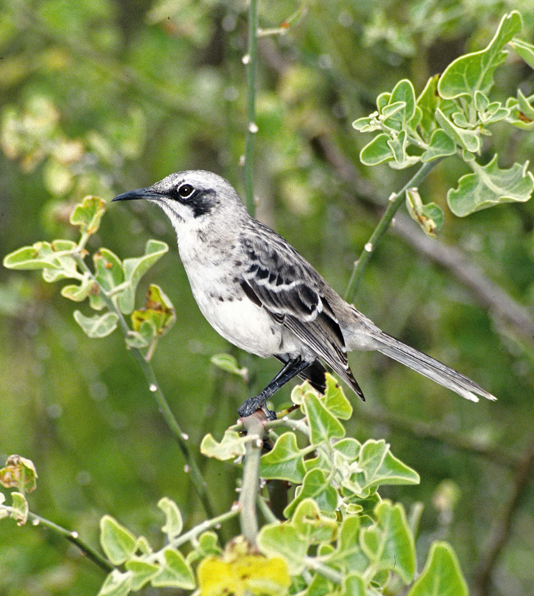 The San Cristóbal mockingbird (Nesomimus melanotis), one of the three species of endemic Galápagos mockingbirds.  These birds, more than any others in the Galápagos or elsewhere, initiated the Darwinian revolution, as Darwin first noticed that different islands in the Galápagos group had either different species or varieties as he was examining his mockingbird specimens during the Beagle's voyage to Tahiti (Sulloway,  2009).