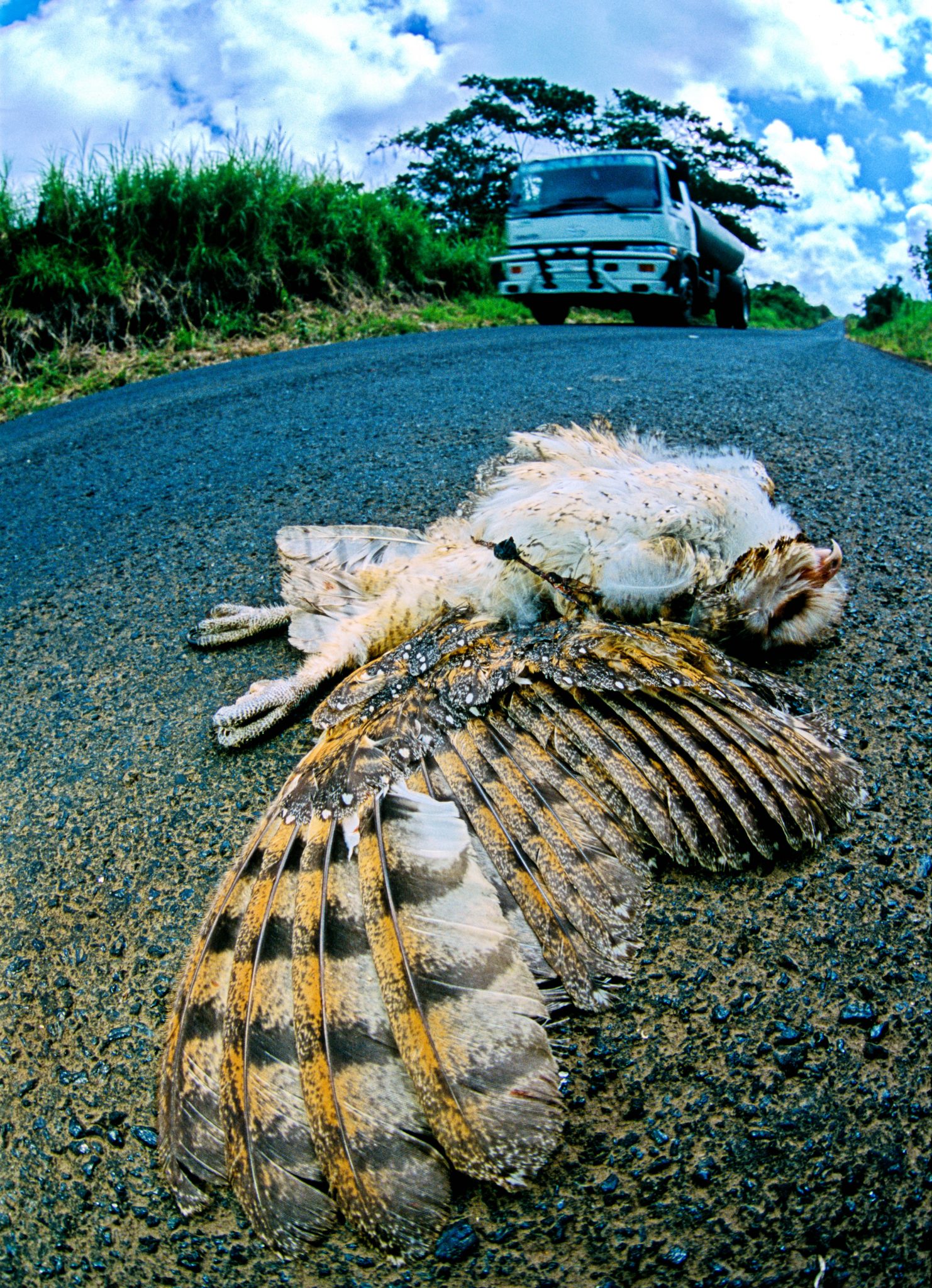 A freshly killed barn owl (also an endemic subspecies), on the road that transects Santa Cruz island.  Every year thousands of birds, too tame for their own good, are hit and killed by speeding motor vehicles on this island.  In areas of the island where such deaths are particularly common, it has been necessary to post signs reading Zona de aves--Despacio y pite ("Bird zone--slow and beep").