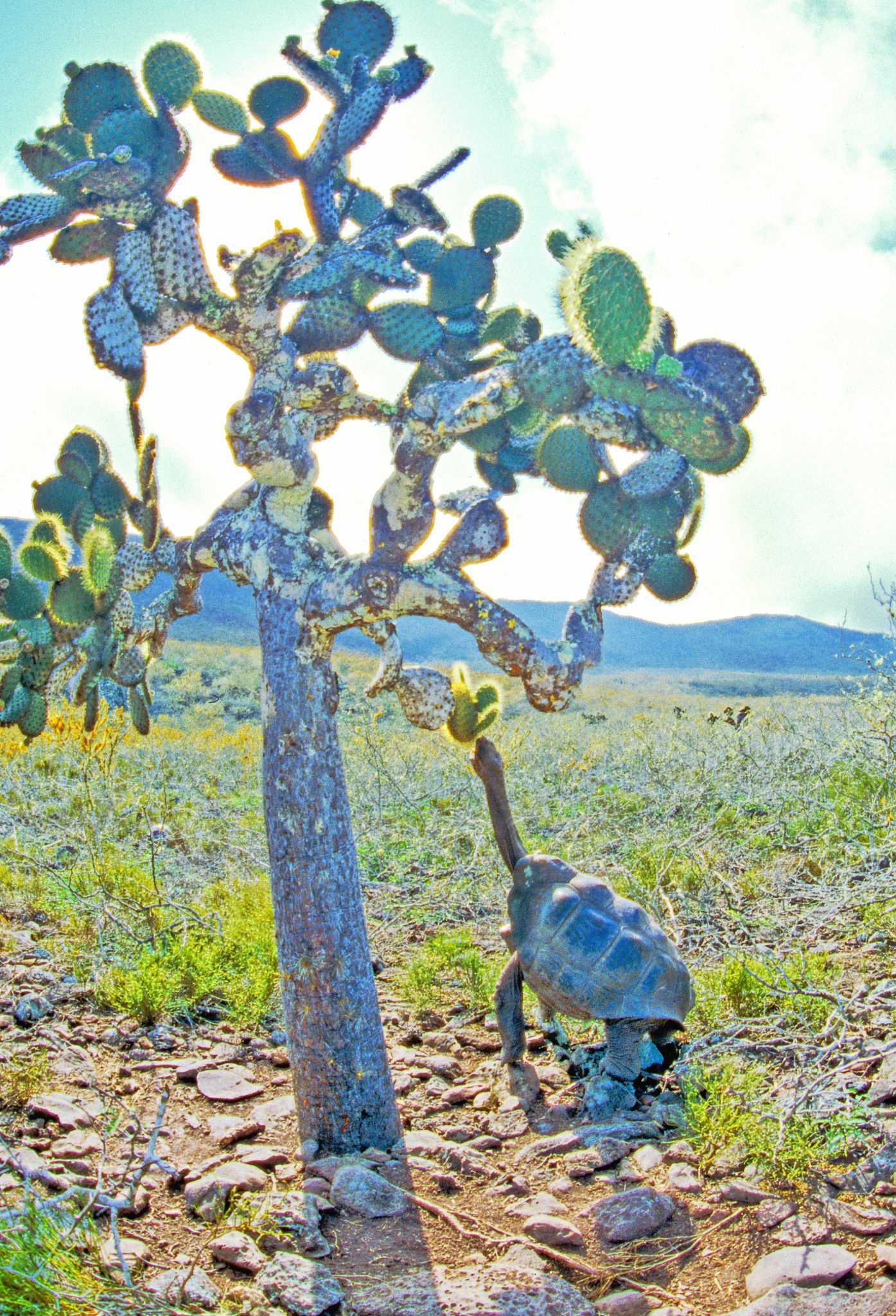 A saddleback tortoise (Chelonoides duncanensis) on Pinzón, stretching its neck to reach an Opuntia cactus pad.  These cactus pads provide a crucial source of water for tortoises.  Saddleback tortoises, which have their carapace elevated above the neck to facilitate greater neck and head extension, are found only on the drier islands in the Galápagos group, where giant tree Opuntia are also found.  On islands lacking tortoises, the Opuntia exist as bush forms, reflecting the coevolution of Opuntia and tortoise morphology,