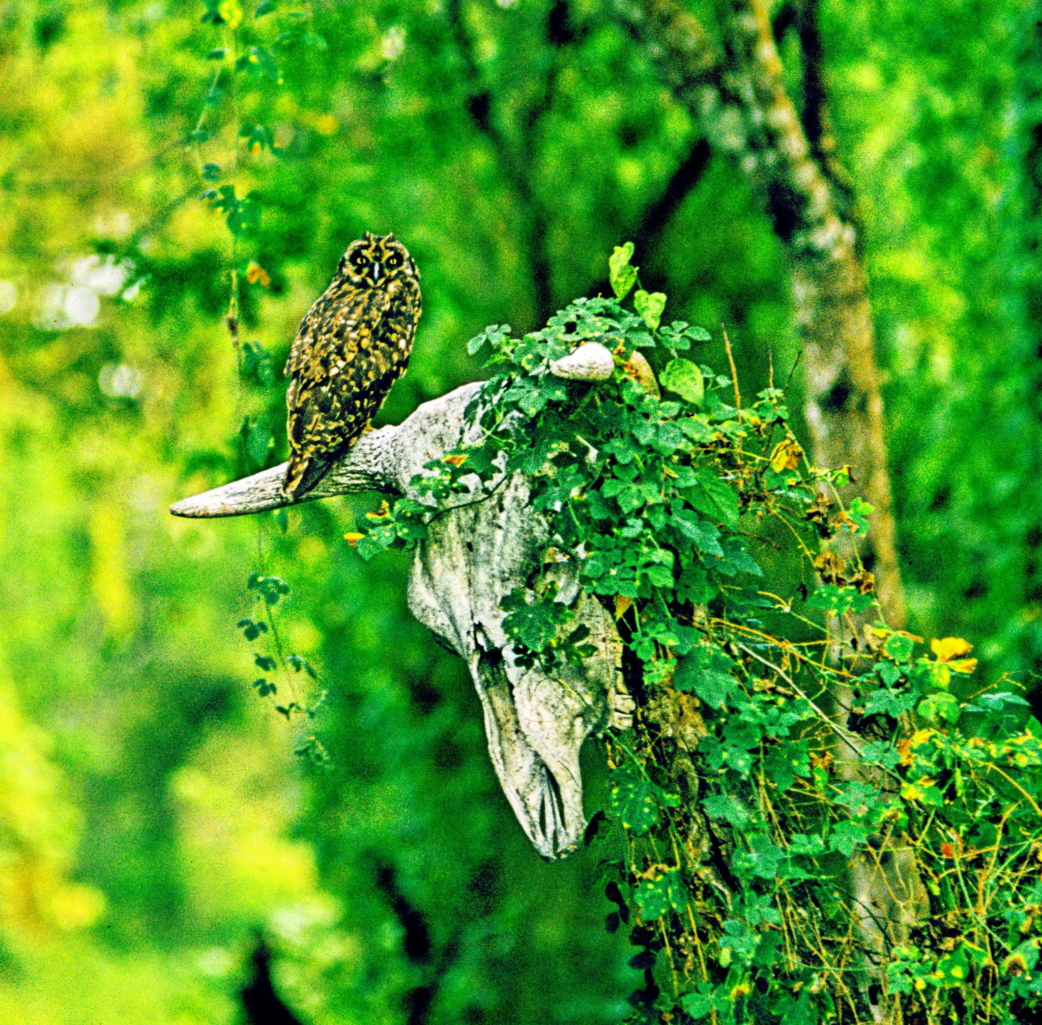 A Galápagos short-eared owl (Asio flammeus galapagoensis).  Although John Gould later declared this owl to be a new species, endemic to the Galápagos, it is today generally considered an endemic subspecies belonging to a widespread grassland species that is found on all continents except Australia and Antarctica.