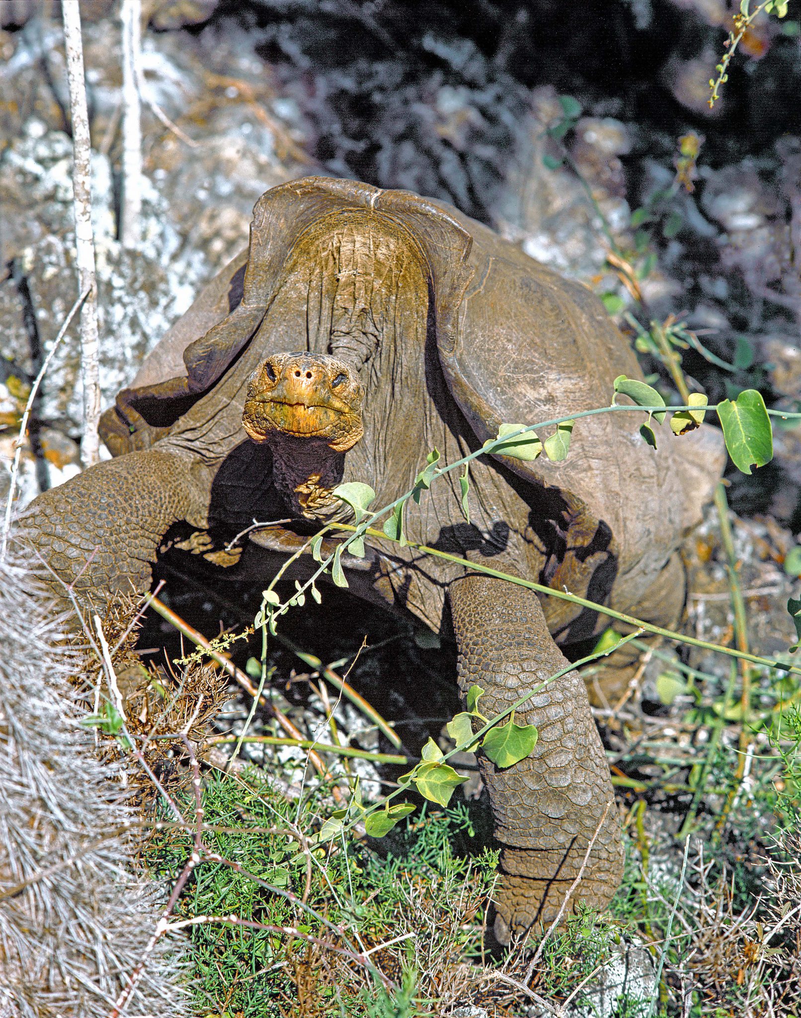 Diego, a saddleback tortoise (Chelonoides hoodensis) from Española.  This tortoise was housed since 1977 at the Charles Darwin Research Station as part of a breeding program to reestablish tortoises on Española, where there were only 14 other tortoises remaining by the late 1960s.  Now that the breeding program with these 15 tortoises has successfully restored more than two thousand tortoises to Española, Diego and the other 14 tortoises have finally been repatriated to their original home.  For Darwin's observations about Galápagos tortoises, and for their influence on his scientific thinking, see  Sulloway (2009) and   Sulloway (2021).