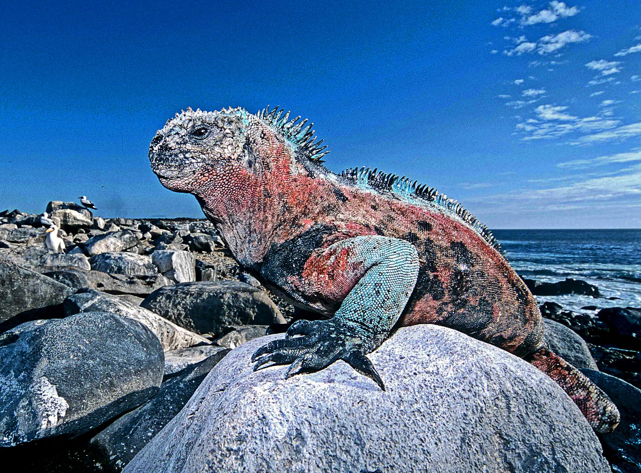 An adult male marine iquana.  The bright reddish coloration is typical of males during the breeding season and represents the effects of sexual selection.