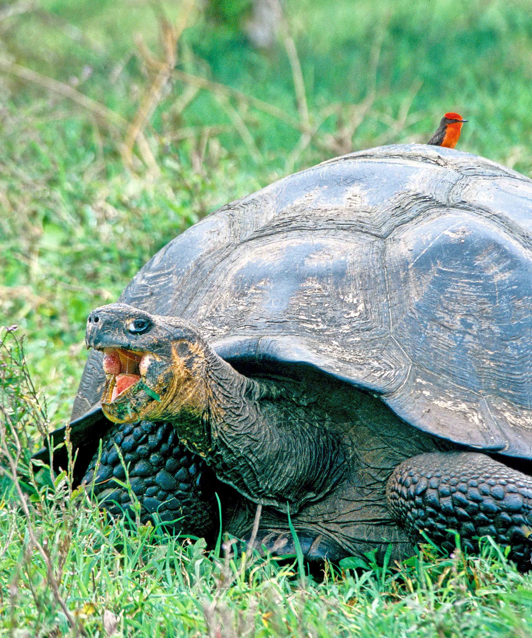 A dome-shaped tortoise (Chelonoides porteri) in the highlands of Santa Cruz Island.  Vermilion flycatchers sometimes perch on the backs of tortoises, which tend to attract flies.  From their perch on the back of their chosen tortoise, the flycatcher sallies forth into the air, catches its  prey, and then returns to its perch on the back of the tortoise.