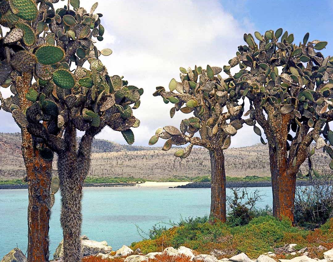 Giant tree Opuntia (Opuntia echios var. barrintonensis) on a small island just off the northeastern corner of Santa Fe, which can be seen in the background.