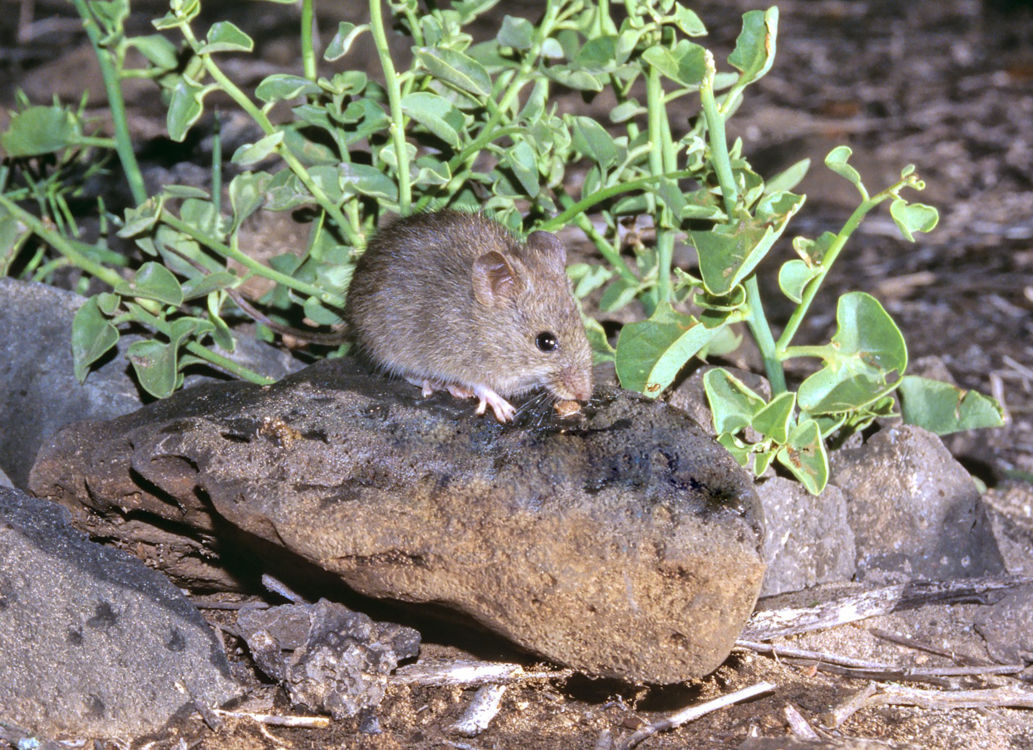 A Galápagos rice rat (Aegialomys galapagoensis) on Santa Fe Island.  Like birds and many other animals in the Galápagos, rice rats are extraordinarily tame and fearless.  They are attracted to researchers' campsites at night and can easily jump vertically three feet or more to obtain food at the campsite.  At night it is necessary to keep one's tent open, as otherwise the rice rats gnaw through the tent material to get in.  Rice rats hold the world's record for the longest dispersal over open ocean by a quadruped (about 600 miles or 1,000 km).